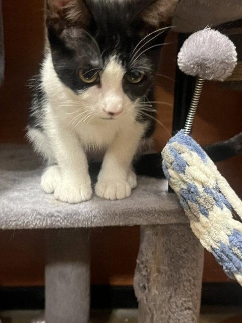 Enlarge DJ Suki, a Adopted Domestic Short Hair in Rowlett, TX image 1/2