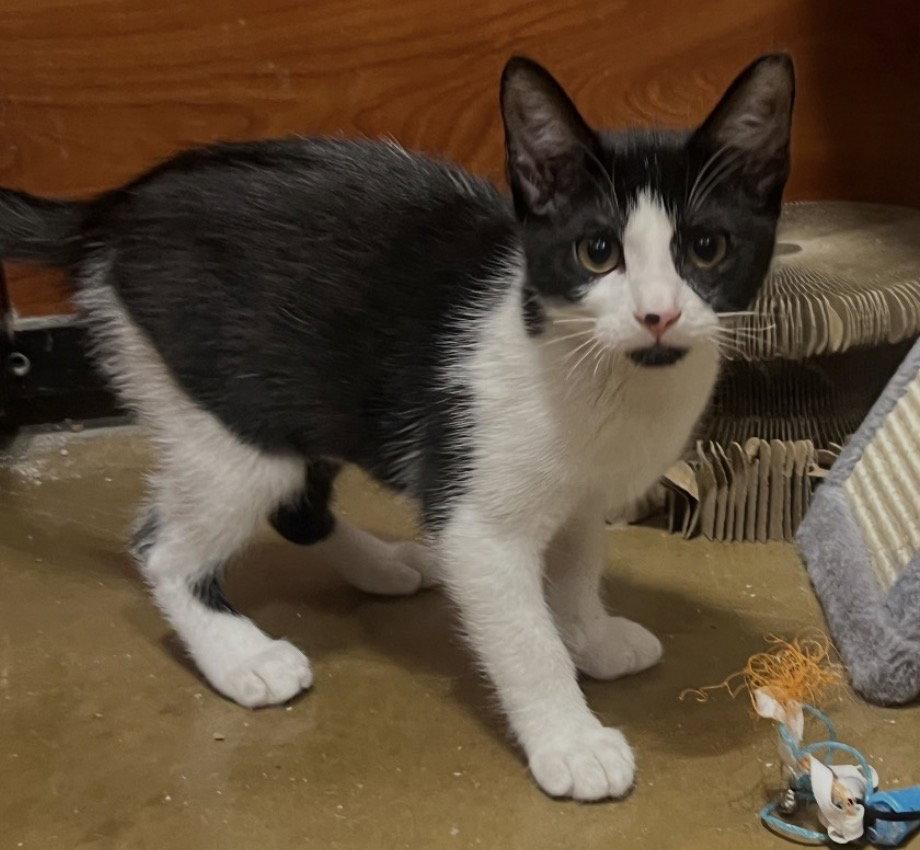 Enlarge DJ Suki, a Adopted Domestic Short Hair in Rowlett, TX image 2/2