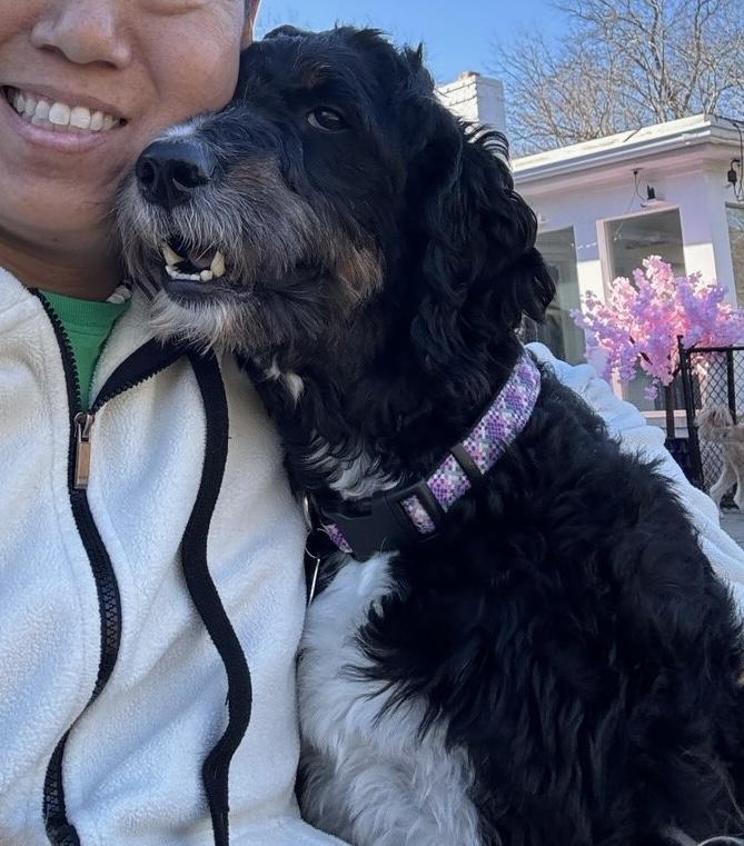 Enlarge Lucy, a ADOPTABLE Bernedoodle in POTOMAC, MD image 2/6