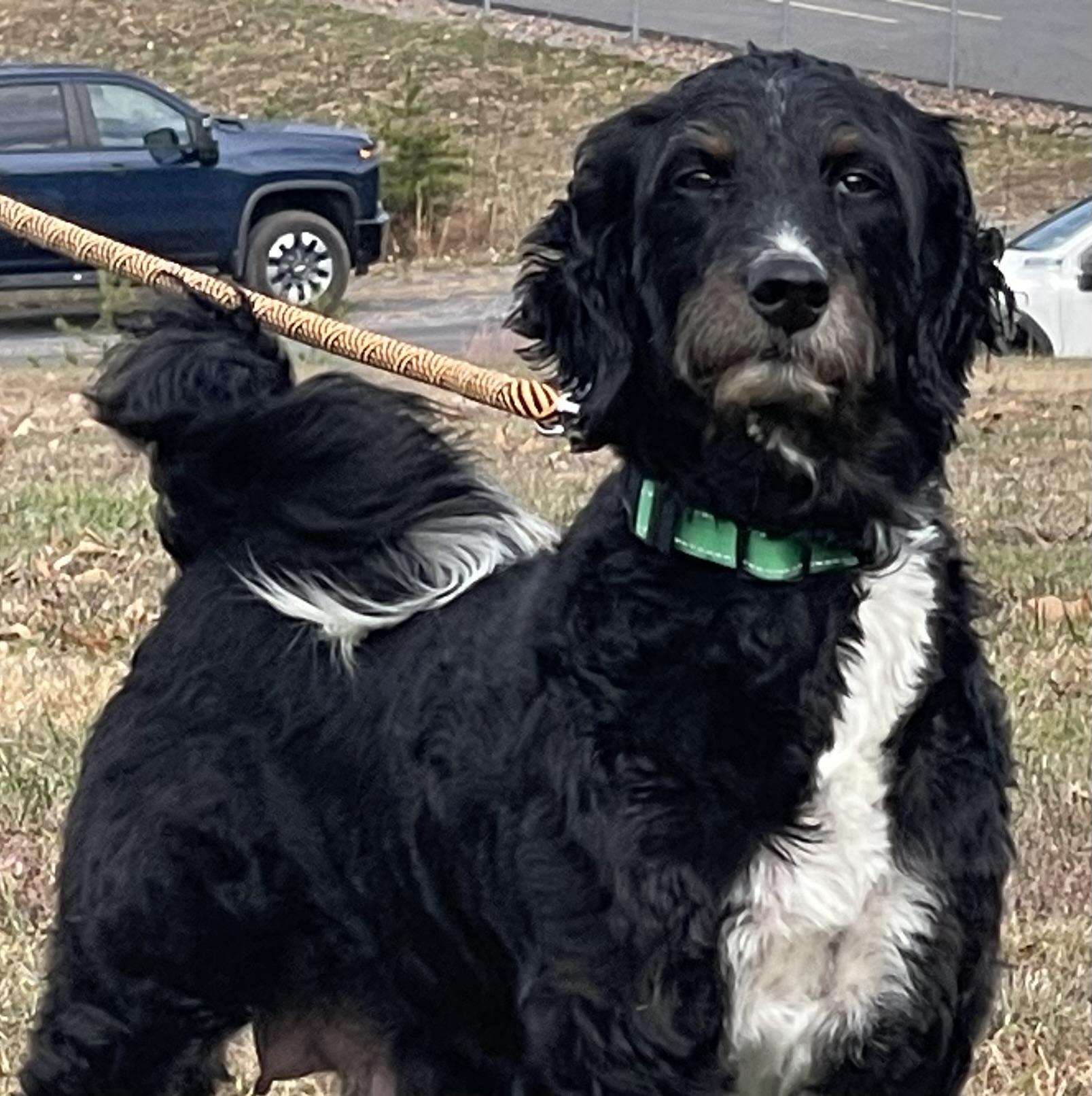 Enlarge Lucy, a ADOPTABLE Bernedoodle in POTOMAC, MD image 3/6