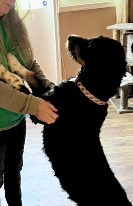 Enlarge Lucy, a ADOPTABLE Bernedoodle in POTOMAC, MD image 4/6