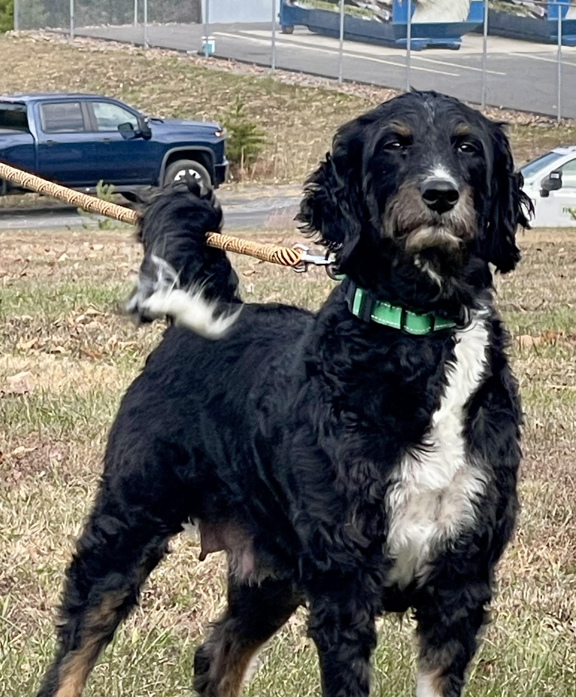 Enlarge Lucy, a ADOPTABLE Bernedoodle in POTOMAC, MD image 1/6