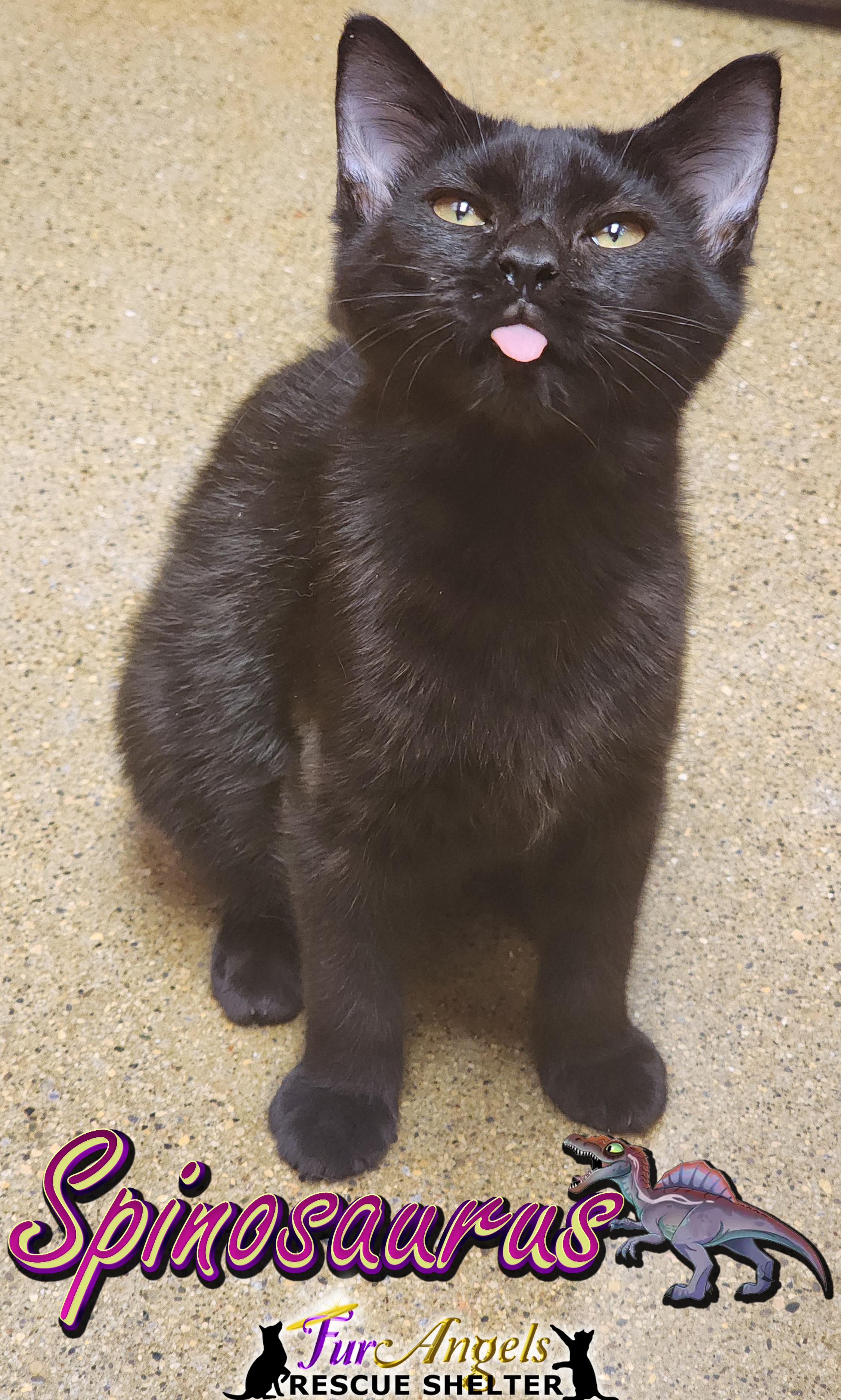 Enlarge Spinosaurus, a Adoptable Domestic Short Hair in Toledo, OH image 1/2