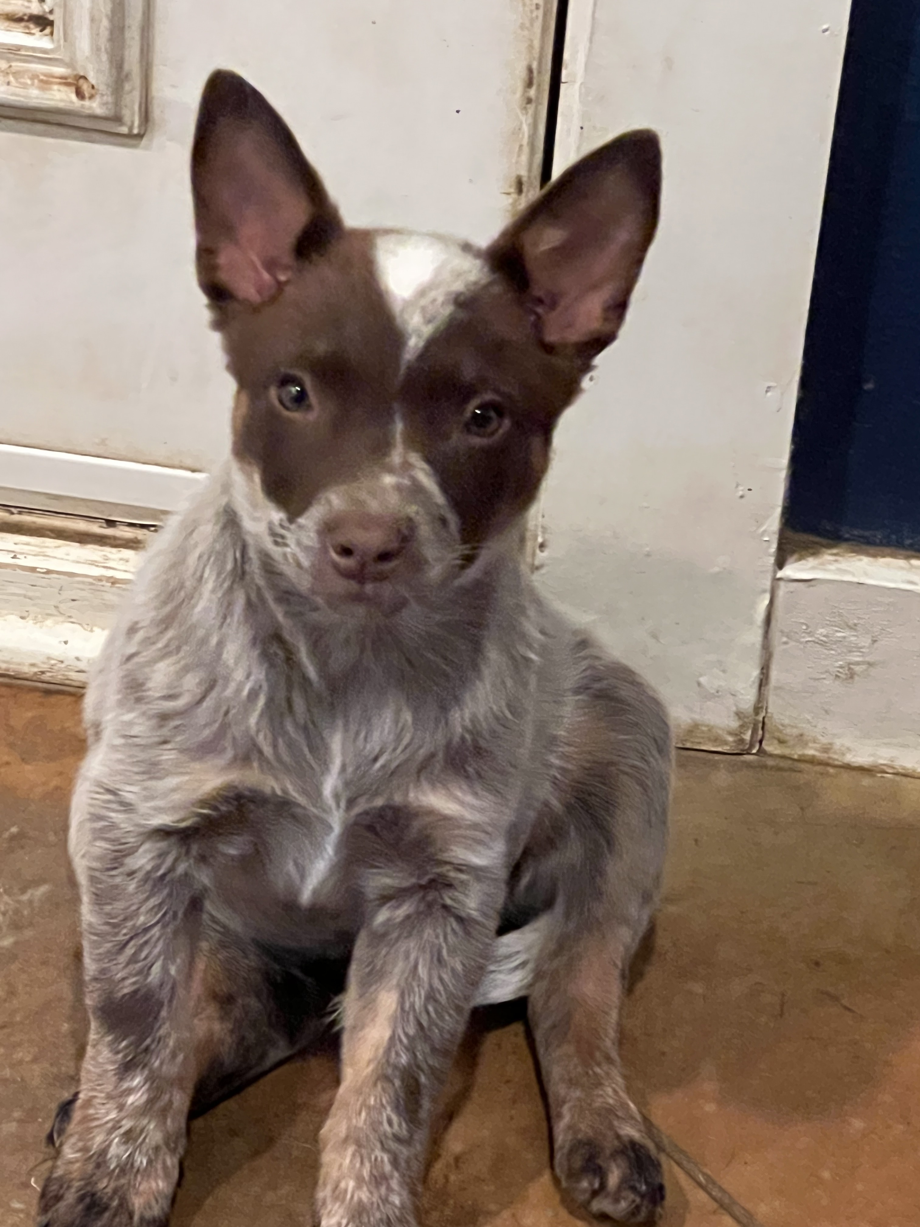 Enlarge Foxy & Red, a Adoptable mixed breed in Farmersville, TX image 2/4