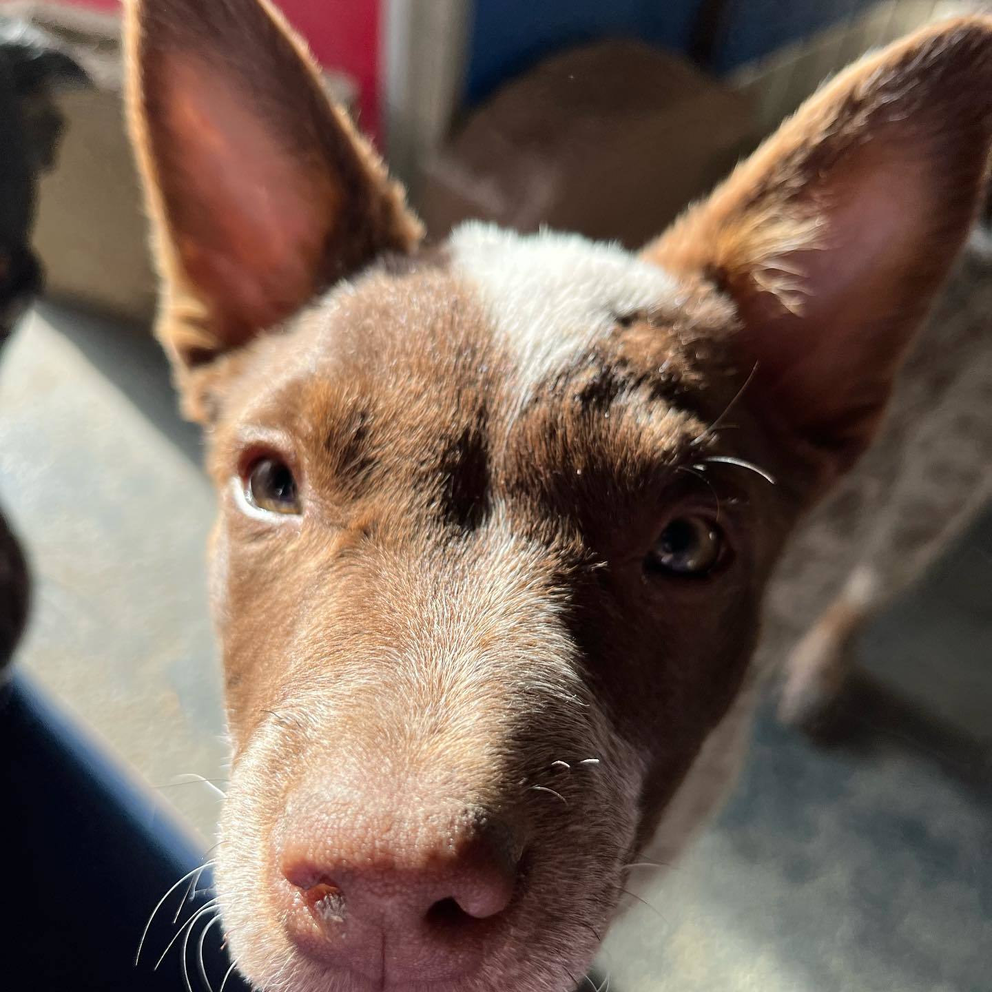 Enlarge Foxy & Red, a Adoptable mixed breed in Farmersville, TX image 4/4