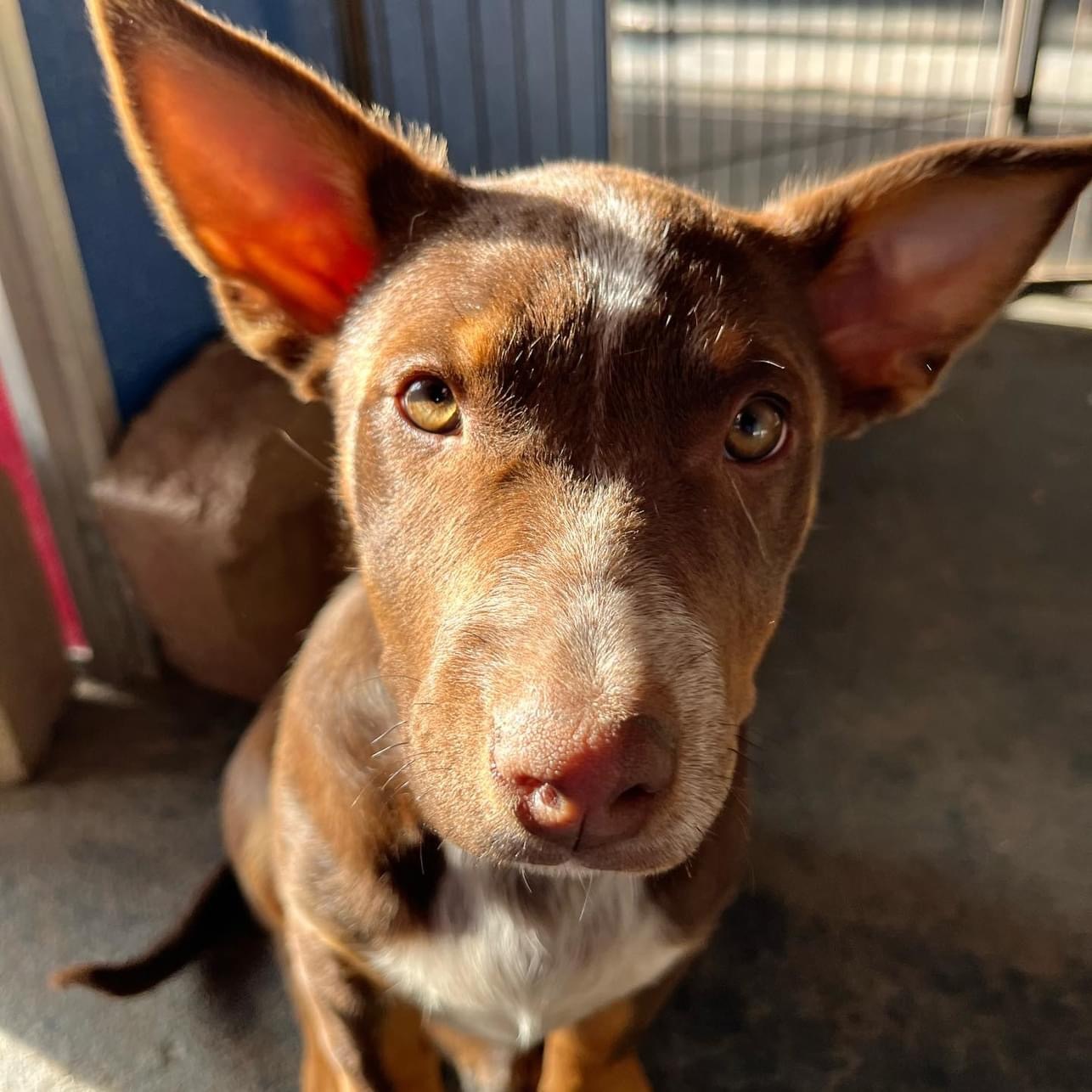 Enlarge Foxy & Red, a Adoptable mixed breed in Farmersville, TX image 1/4