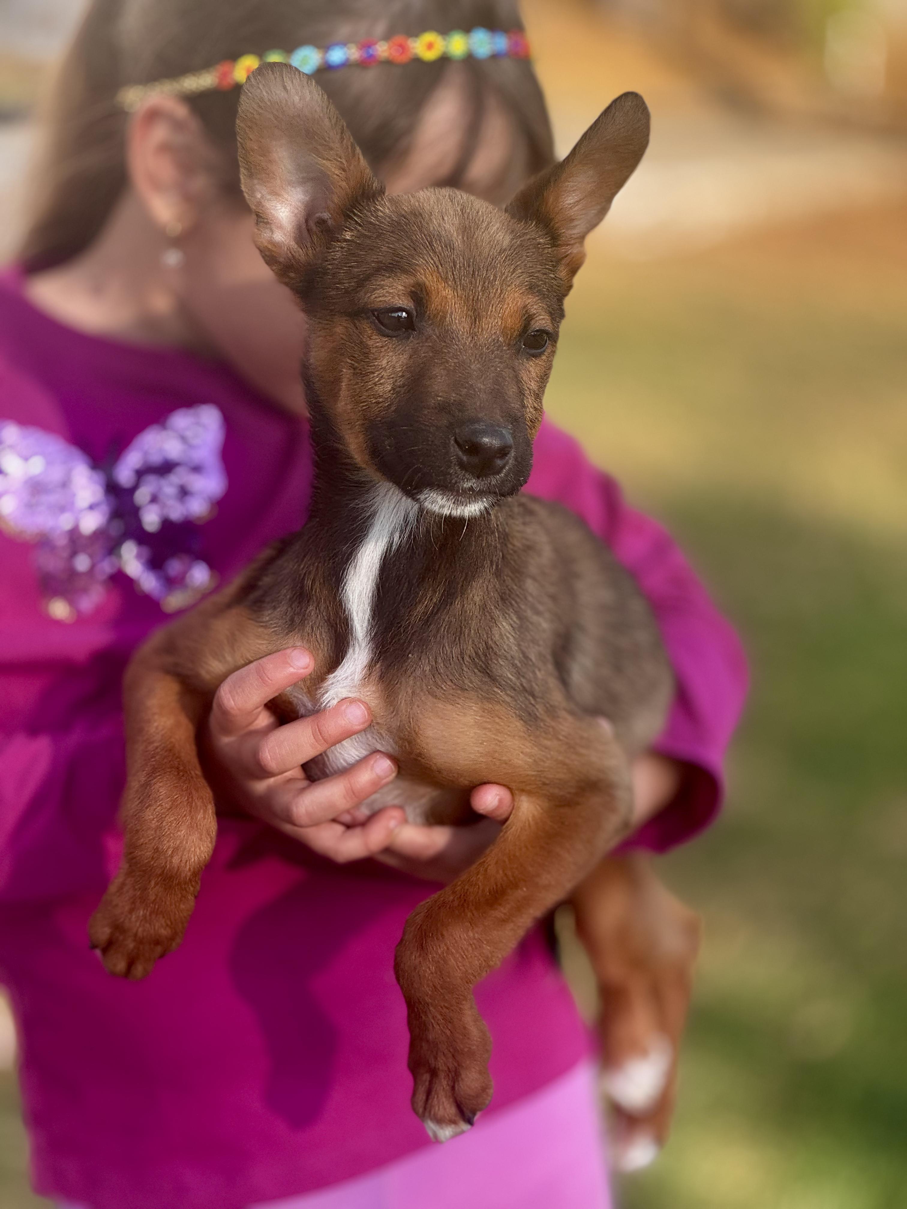 Enlarge Melody, an adoptable mixed breed in Manvel, TX image 2/6