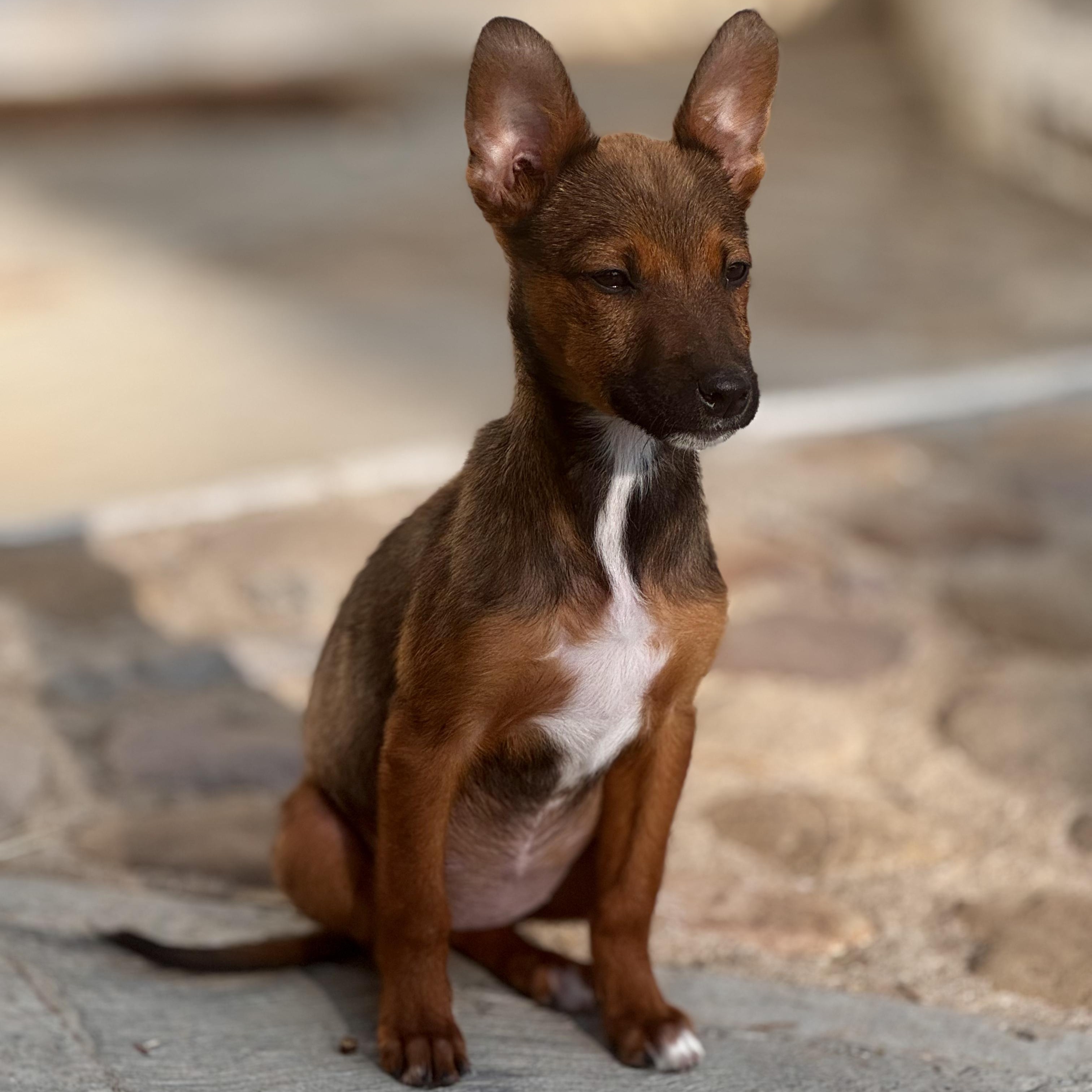 Enlarge Melody, an adoptable mixed breed in Manvel, TX image 3/6