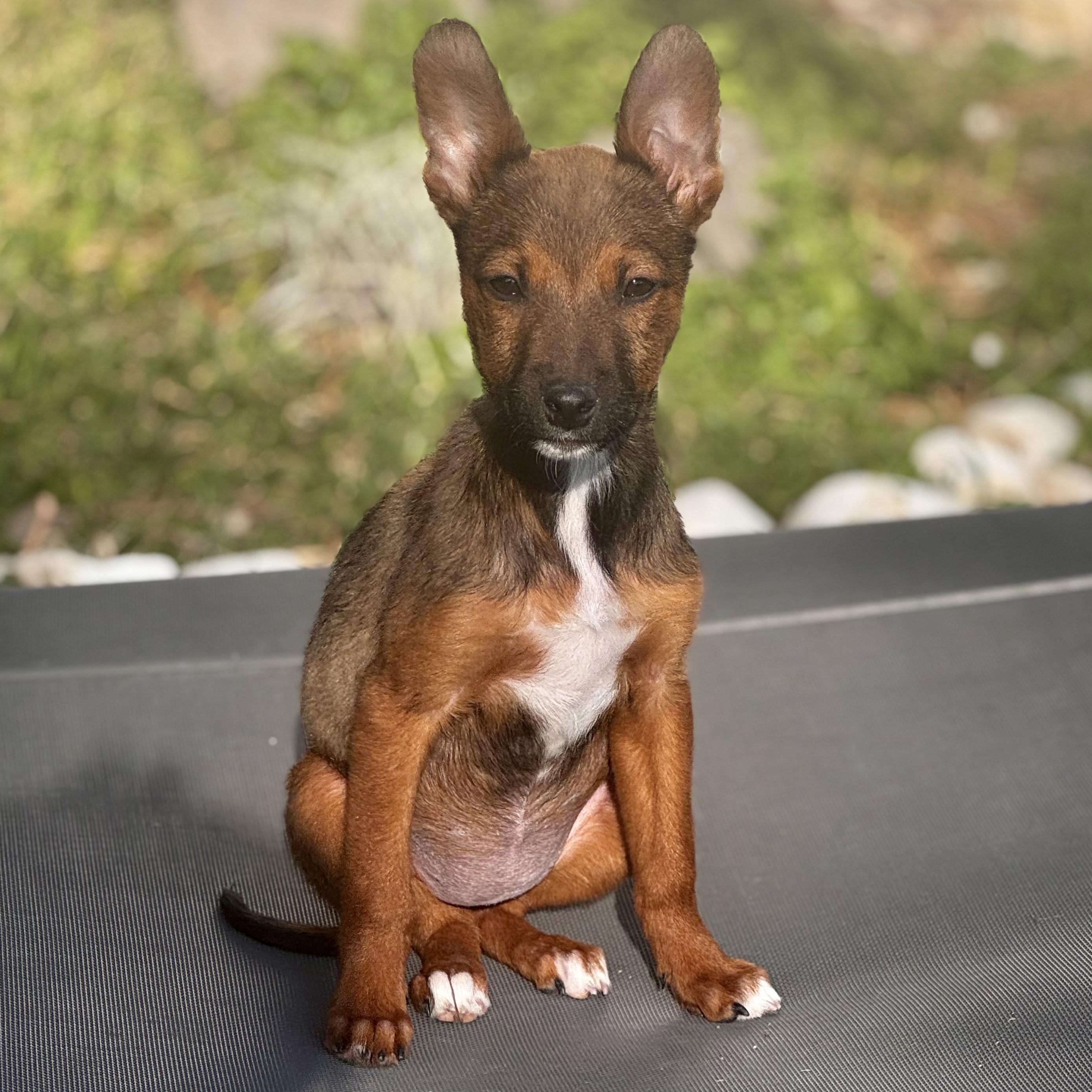 Melody, adoptable, Puppy Female Fox Terrier & Basenji.