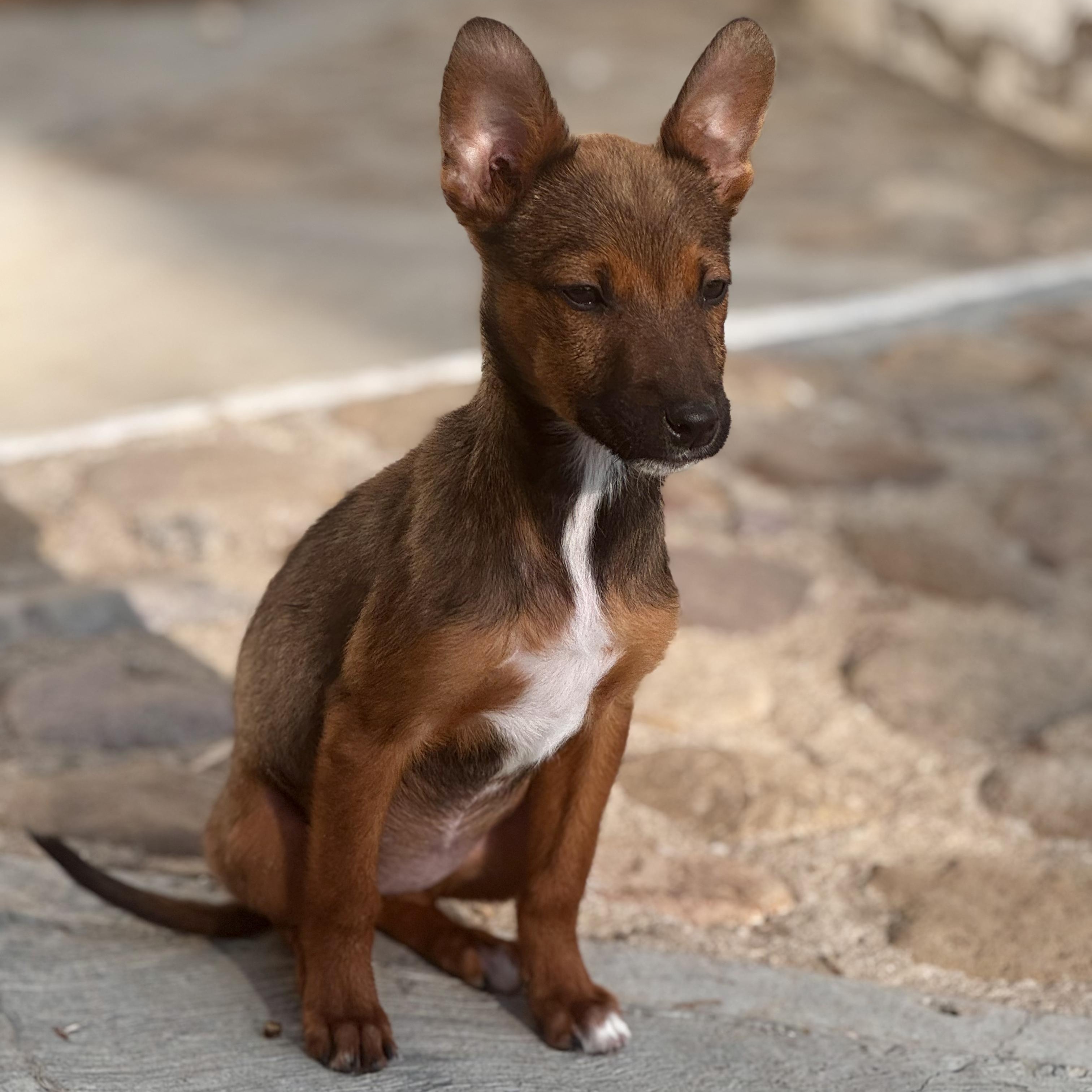 Enlarge Melody, an adoptable mixed breed in Manvel, TX image 6/6