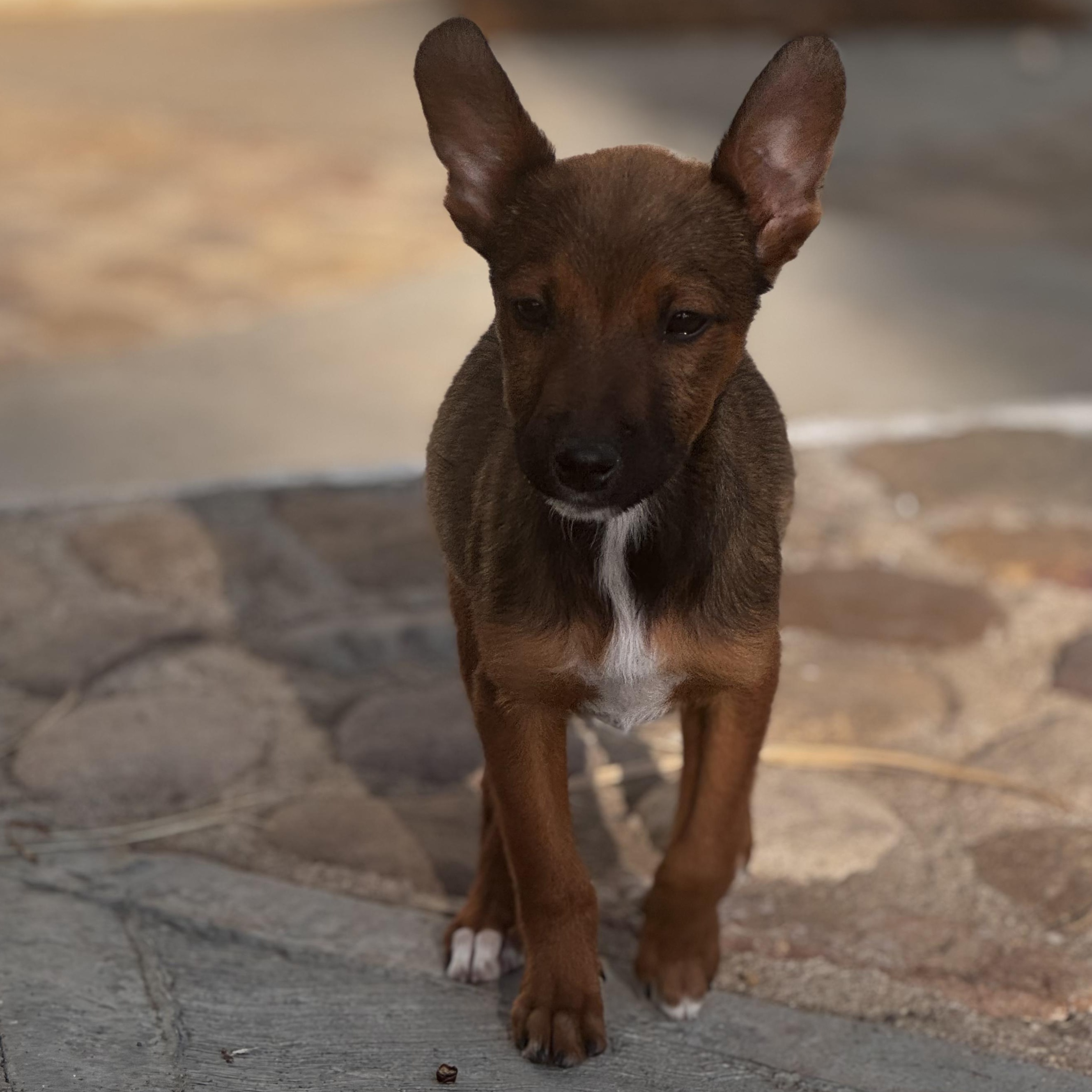 Enlarge Melody, an adoptable mixed breed in Manvel, TX image 5/6