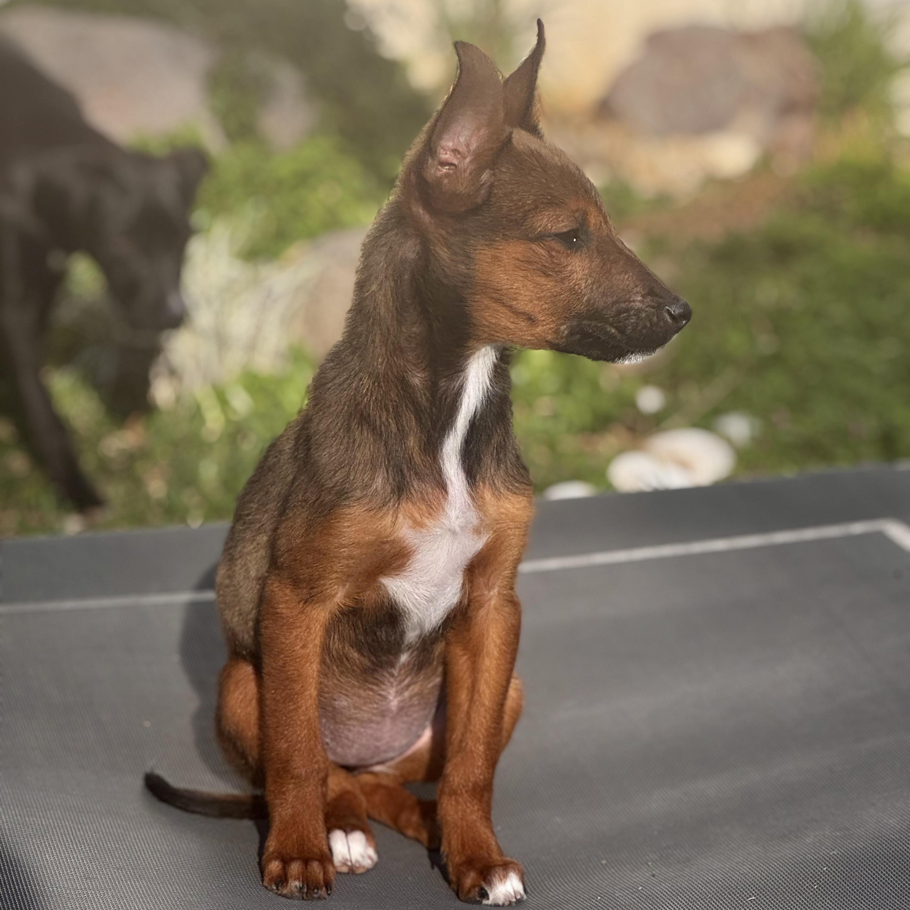 Enlarge Melody, an adoptable mixed breed in Manvel, TX image 4/6