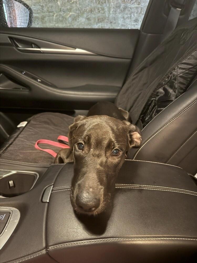 Ebony, Adoptable, Puppy Female German Shepherd Dog & Pit Bull Terrier.