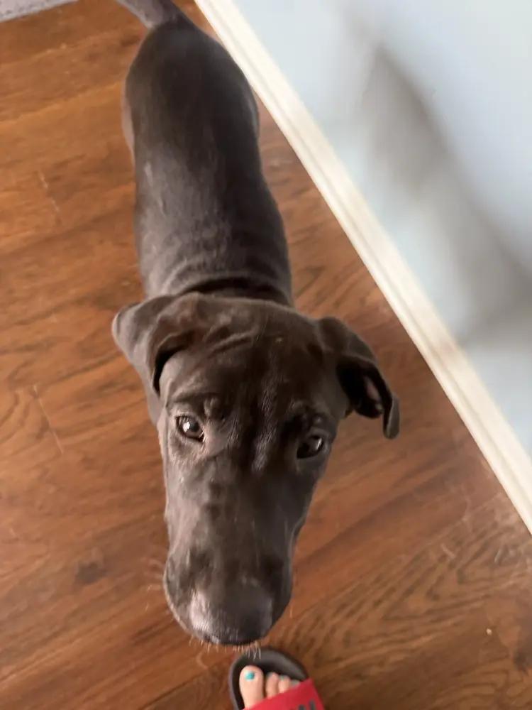 Enlarge Ebony, a Adoptable mixed breed in Oswego, IL image 3/4