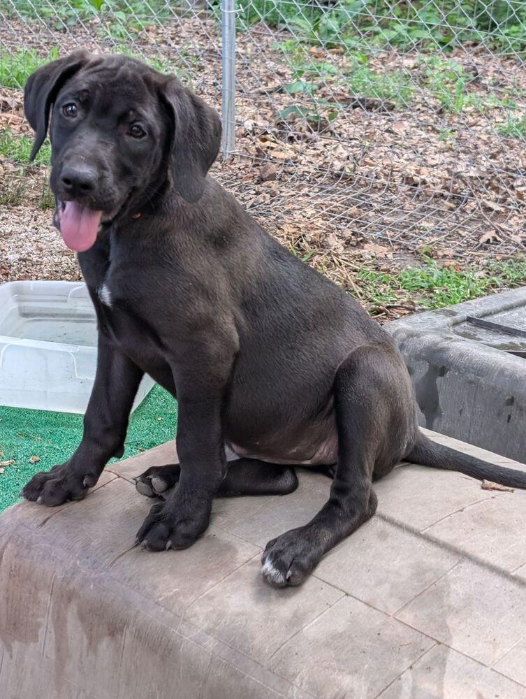 Enlarge Ebony, a Adoptable mixed breed in Oswego, IL image 4/4