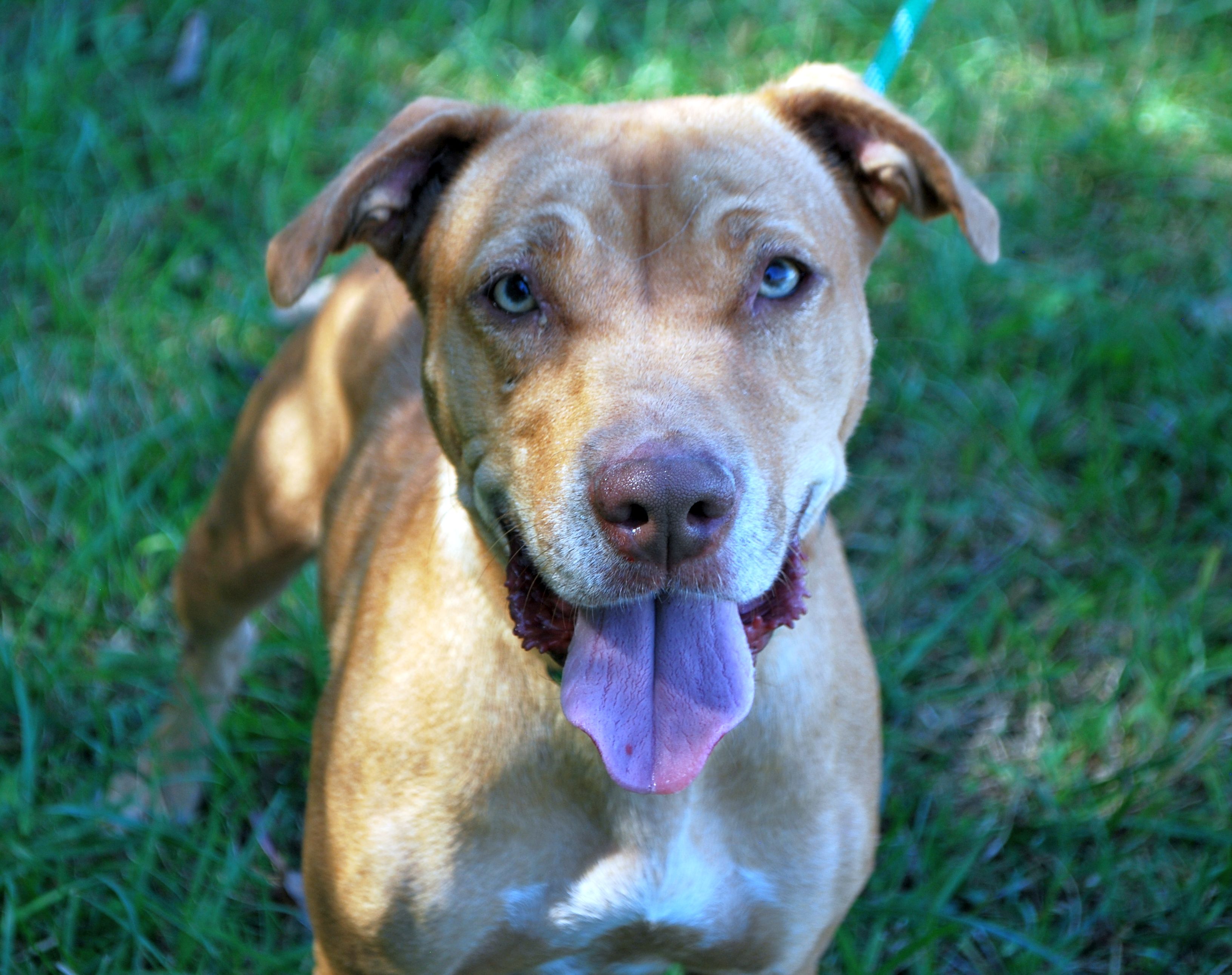 MawMaw, a Adoptable mixed breed in manchester, TN image 2/4