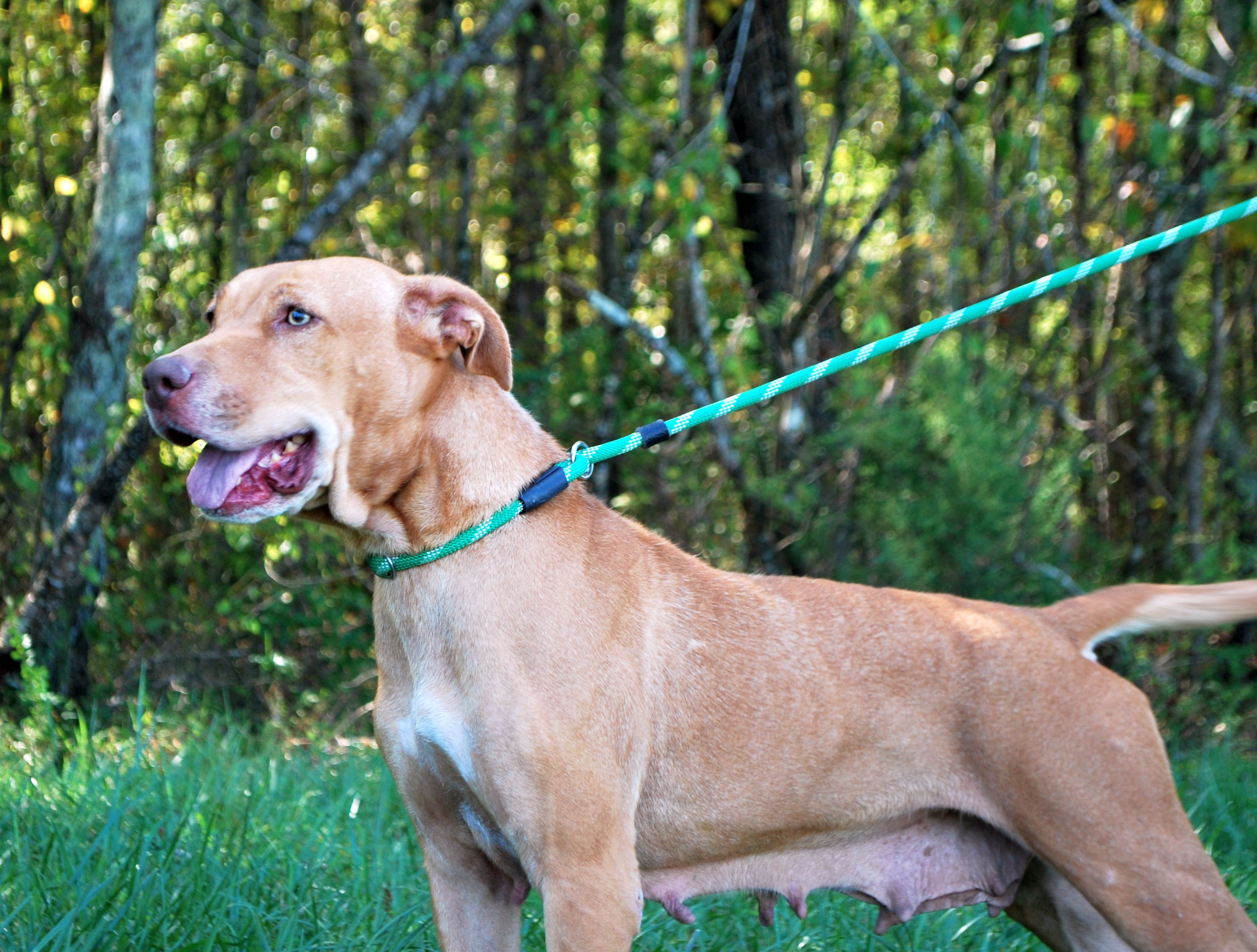 MawMaw, Adoptable, Adult Female Terrier & Labrador Retriever.