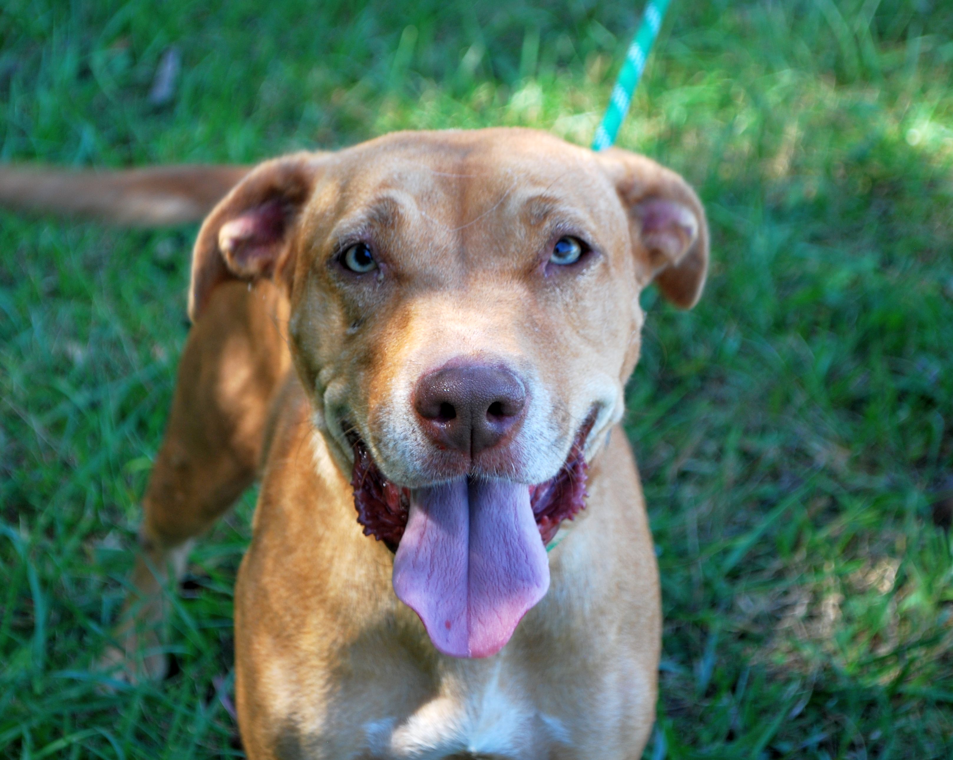 MawMaw, Adult Female Terrier