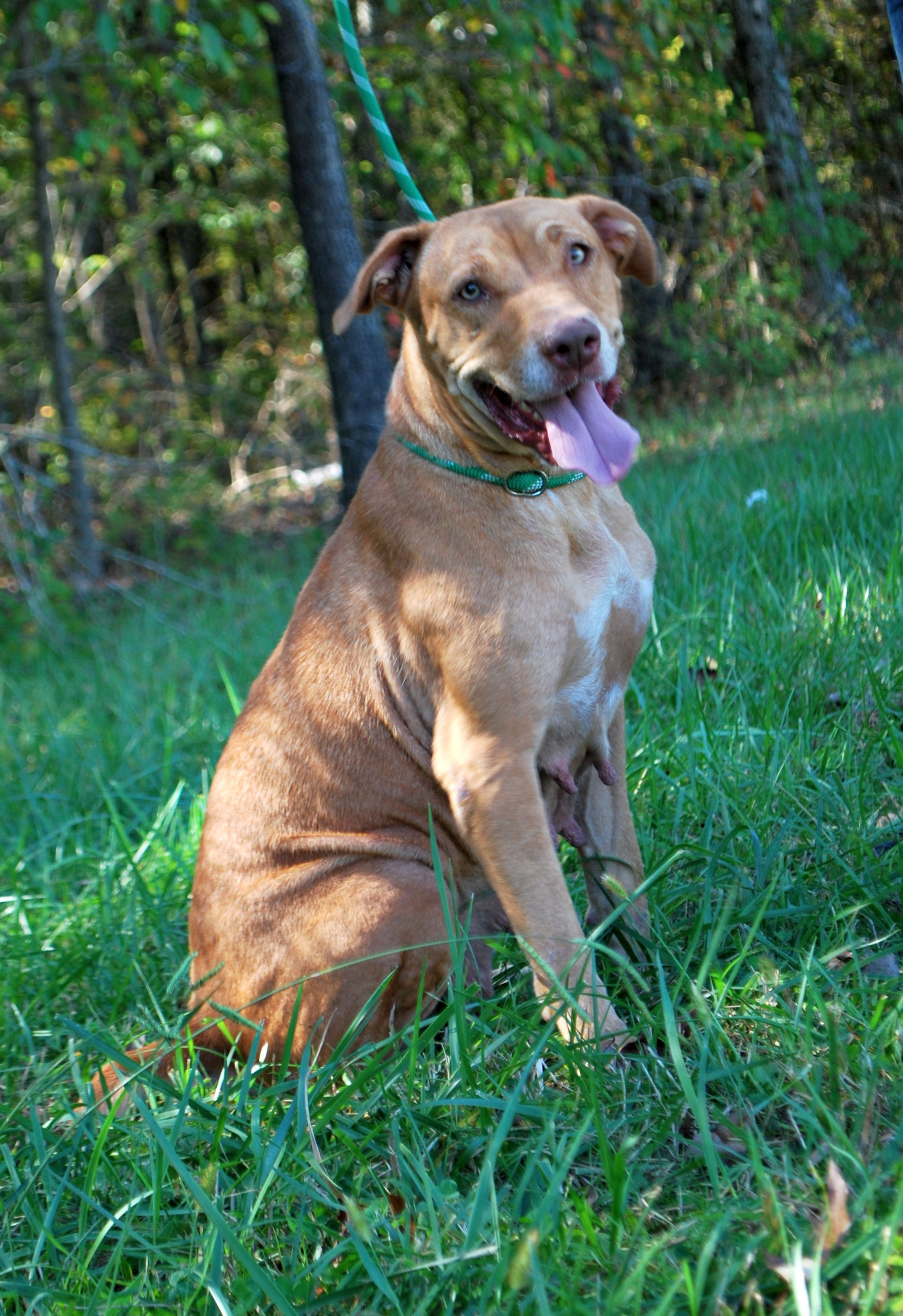 MawMaw, Adoptable, Adult Female Terrier & Labrador Retriever.