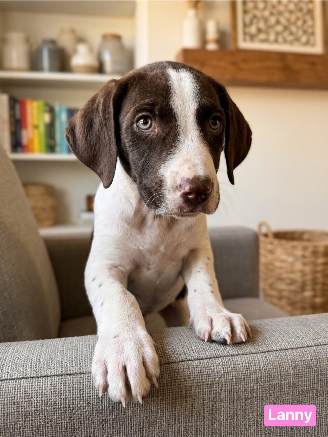 Enlarge Lanny , an adopted mixed breed in Roanoke , VA image 1/1