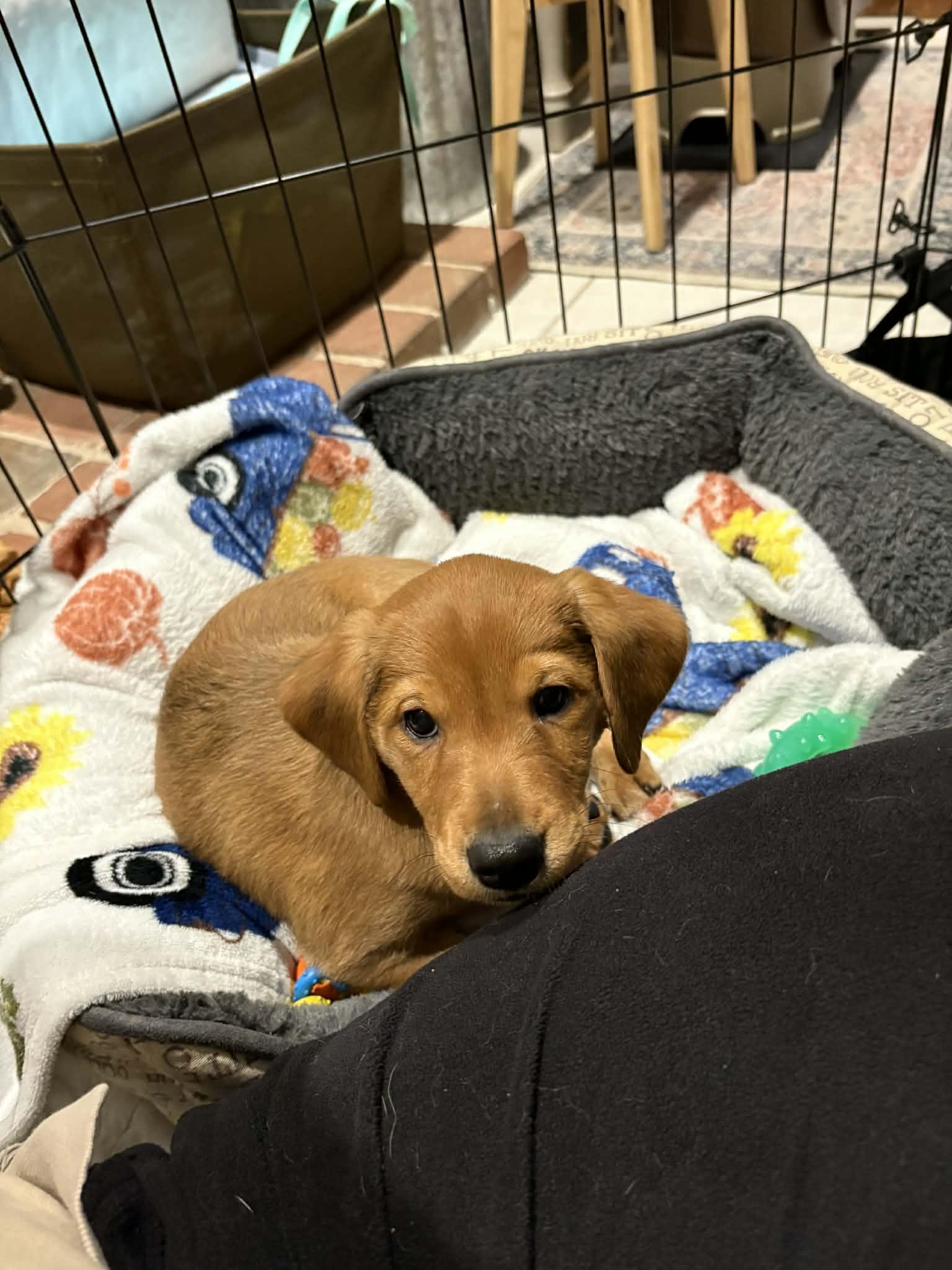 Finnegan, a Adoptable mixed breed in Mechanicsburg, PA image 1/2