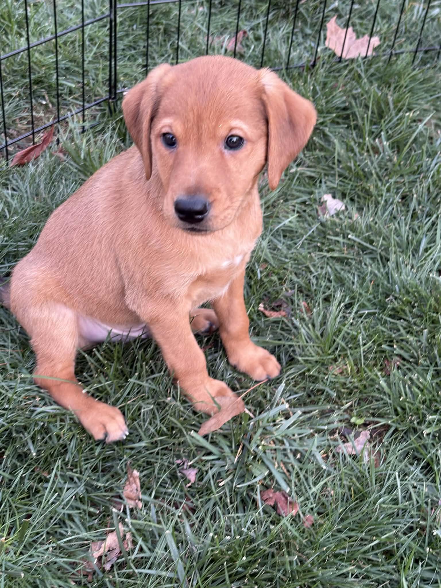 Finnegan, a Adoptable mixed breed in Mechanicsburg, PA image 2/2