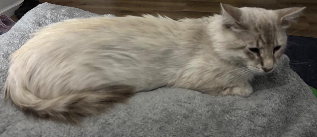 Cloud, Adoptable, Young Male Domestic Long Hair.