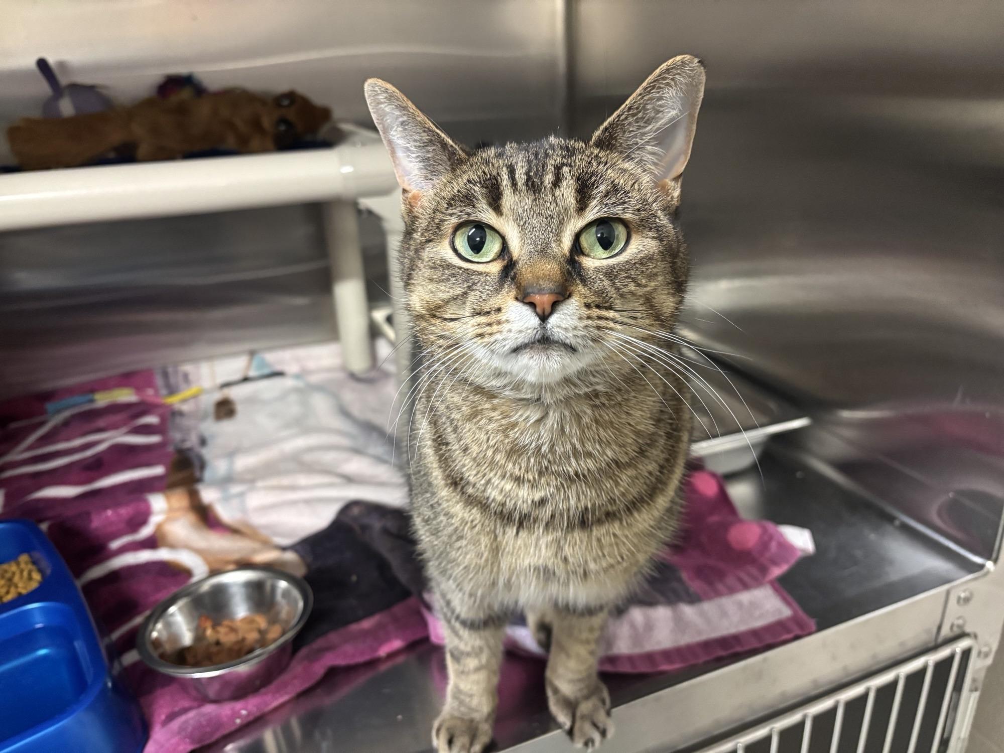 Enlarge Molly CA-453/25, a Adoptable Domestic Short Hair in Burlington, ON image 1/1