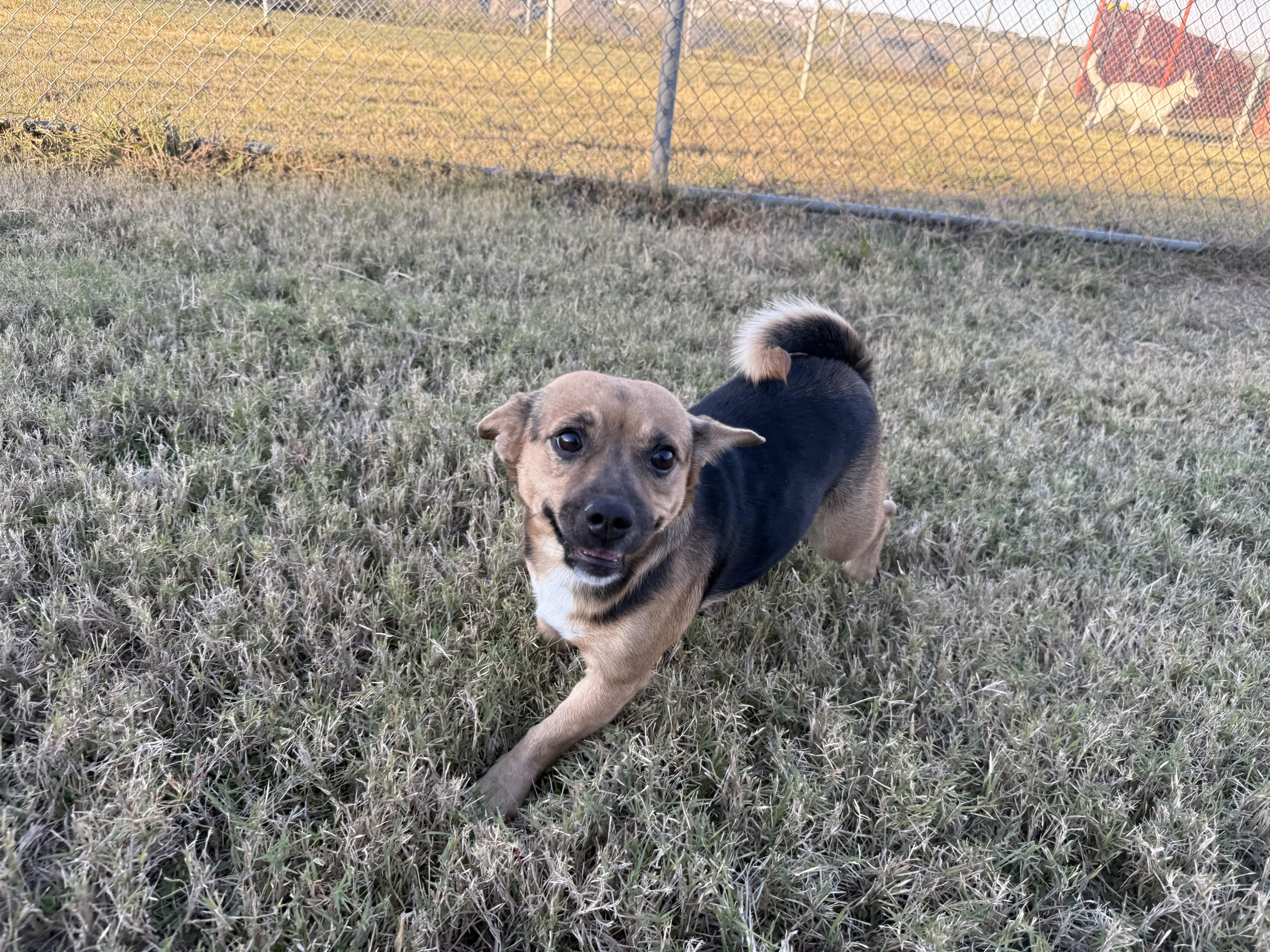 Enlarge Paisley, a Adopted Mixed Breed in Carrollton, TX image 1/4