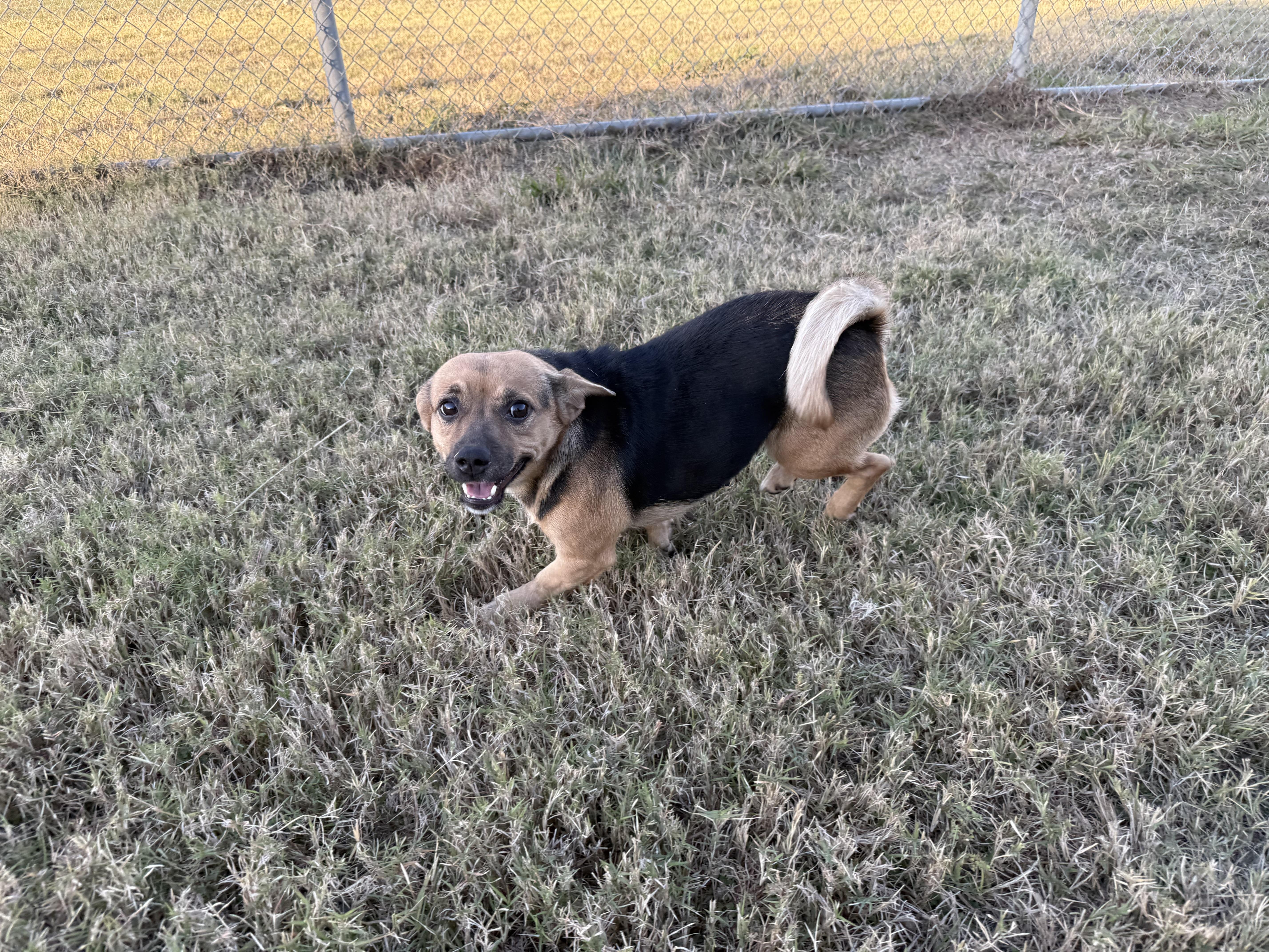 Enlarge Paisley, a Adopted Mixed Breed in Carrollton, TX image 2/4