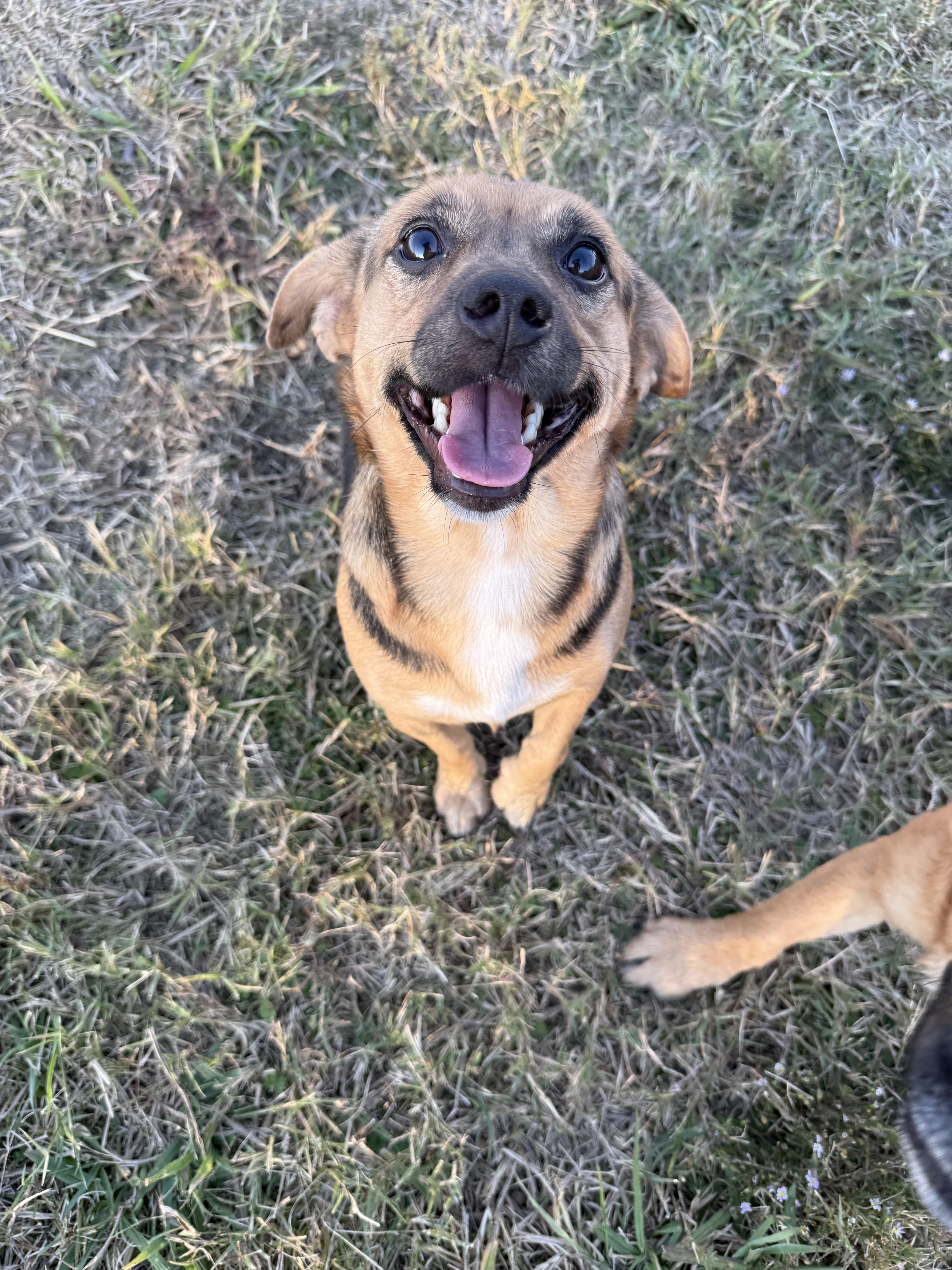 Enlarge Paisley, a Adopted Mixed Breed in Carrollton, TX image 3/4