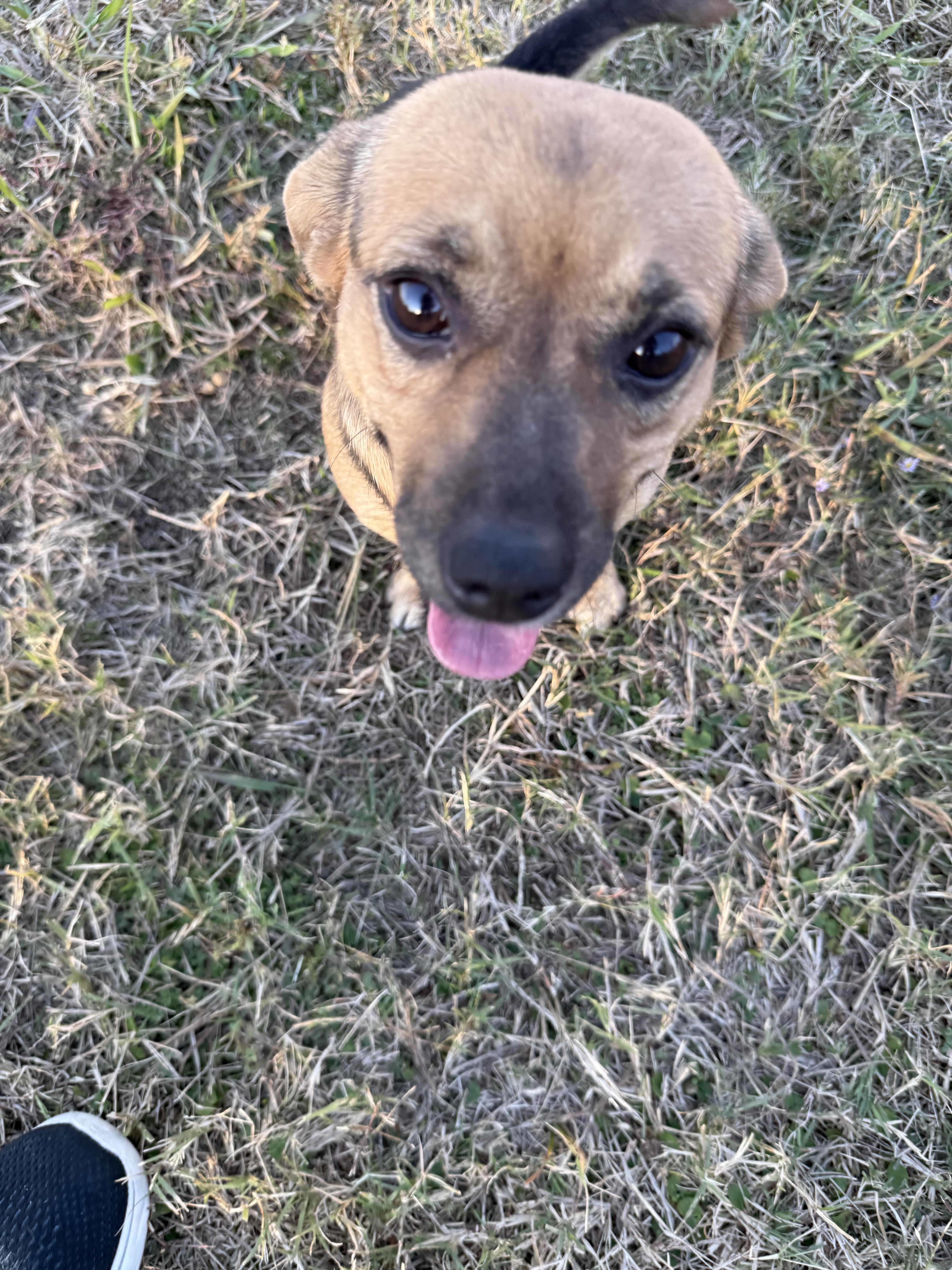 Enlarge Paisley, a Adopted Mixed Breed in Carrollton, TX image 4/4