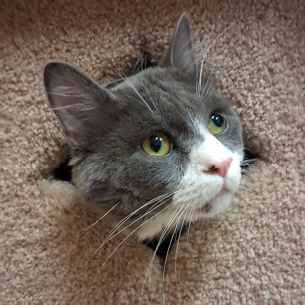 Rafter, Adoptable, Adult Male Domestic Medium Hair.