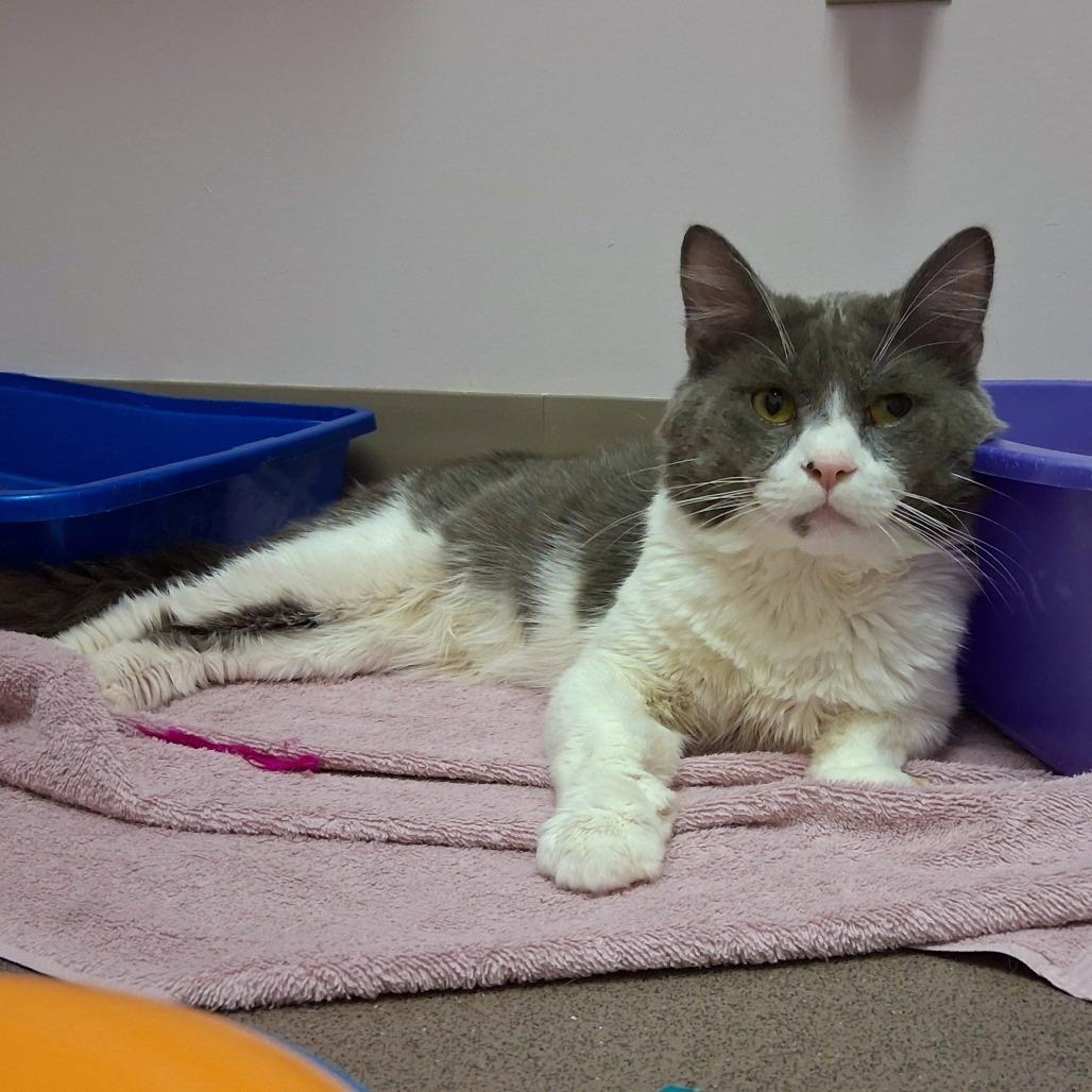 Enlarge Rafter, a Adoptable Domestic Medium Hair in Middlebury, VT image 2/5
