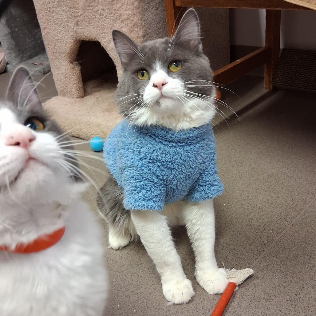 Enlarge Rafter, a Adoptable Domestic Medium Hair in Middlebury, VT image 3/5