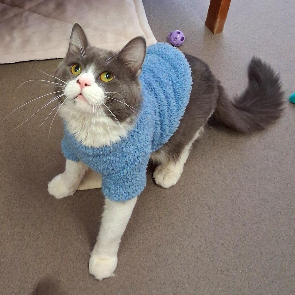 Enlarge Rafter, a Adoptable Domestic Medium Hair in Middlebury, VT image 4/5