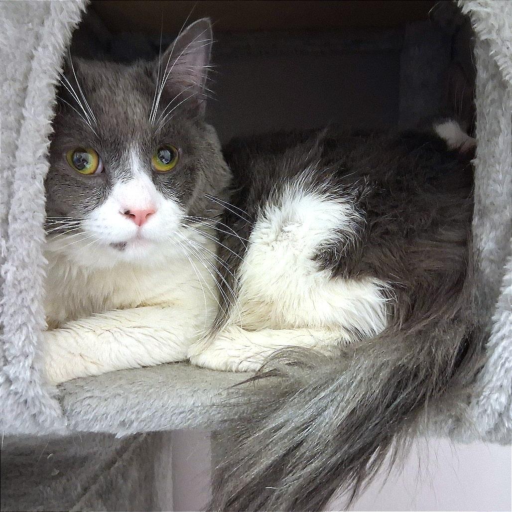Enlarge Rafter, a Adoptable Domestic Medium Hair in Middlebury, VT image 5/5