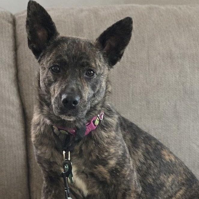 Enlarge Moon, a ADOPTABLE Mixed Breed in Toledo, OH image 1/1