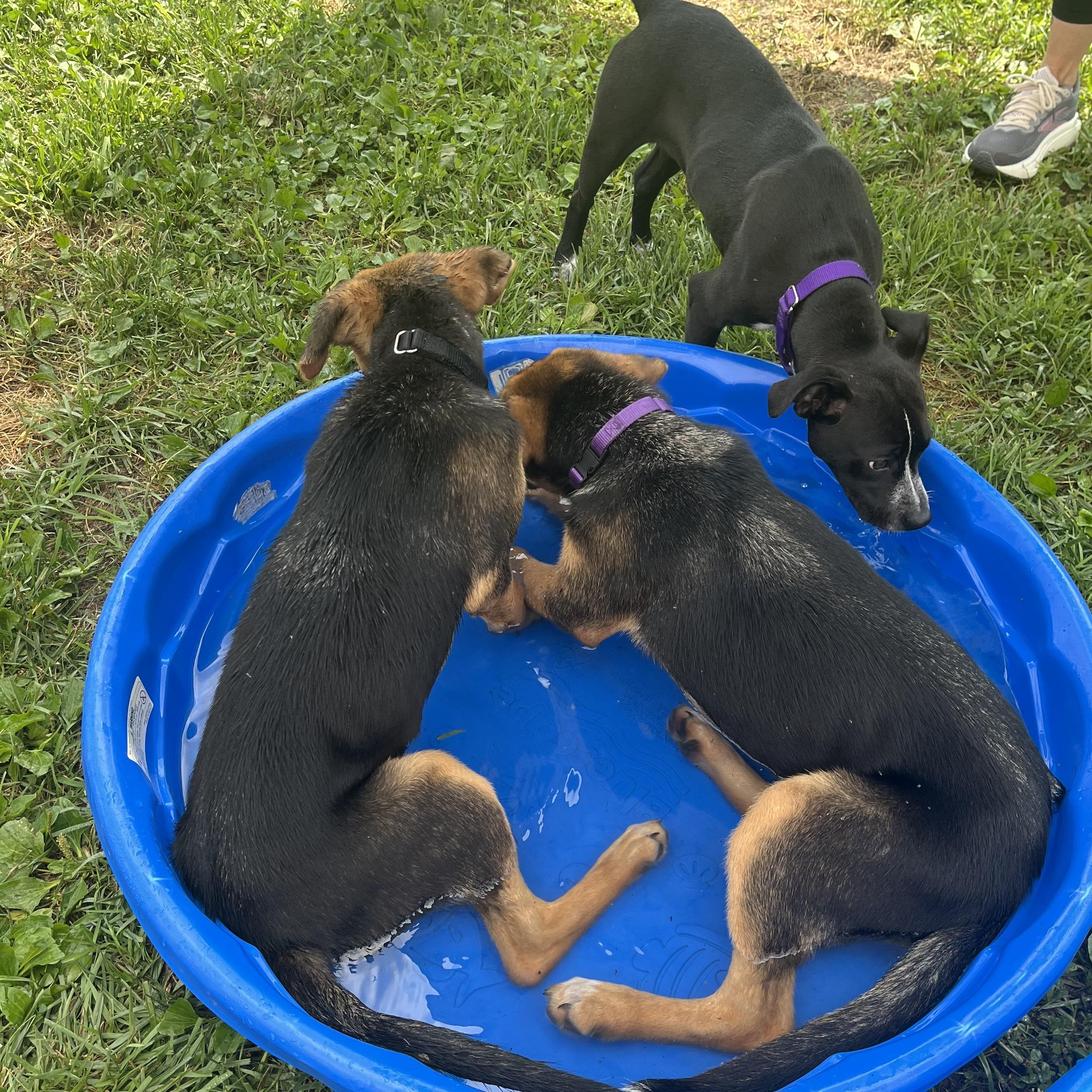 Sprinkles, a ADOPTABLE mixed breed in Monroe, OH image 3/5