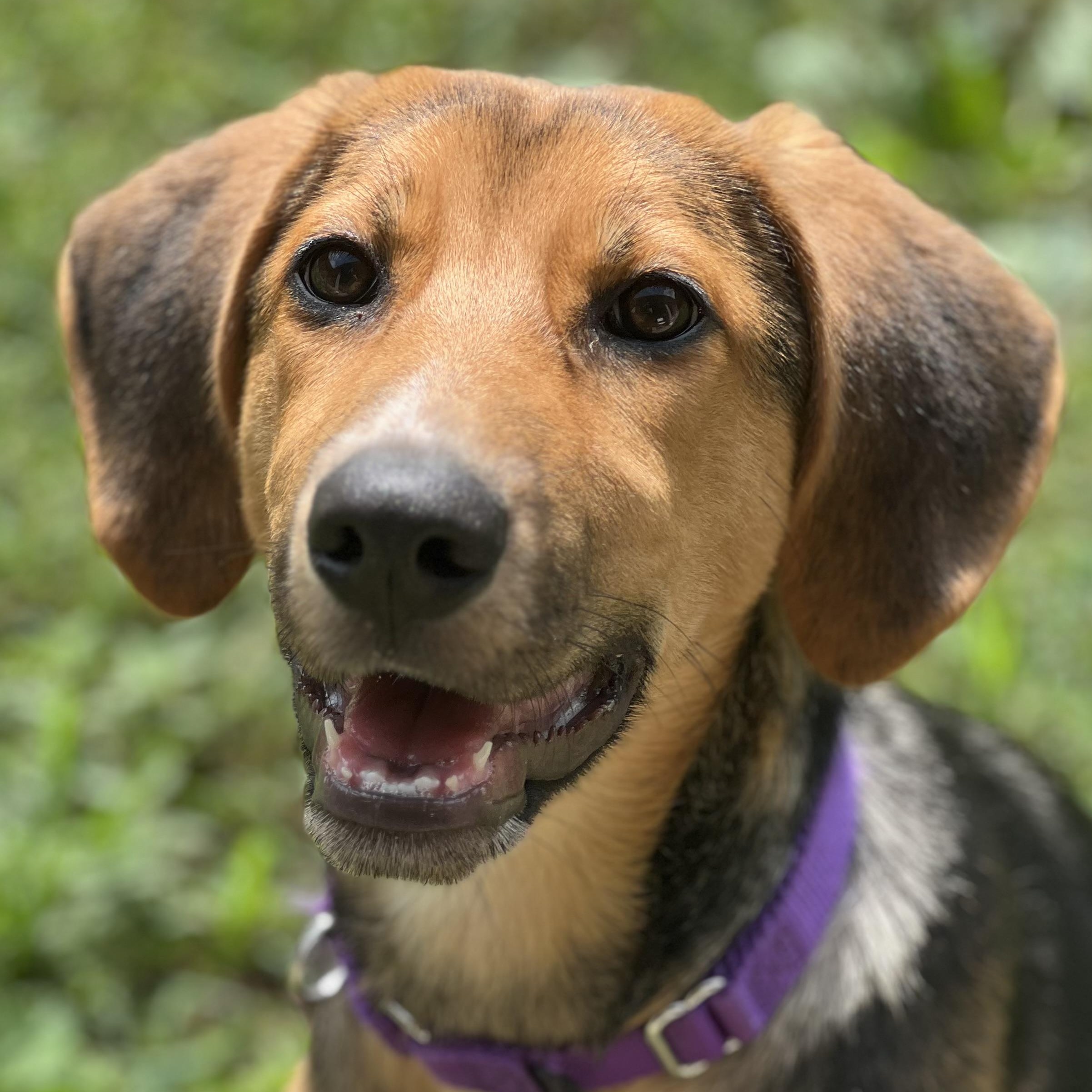 Sprinkles, adopted, Puppy Female Coonhound.