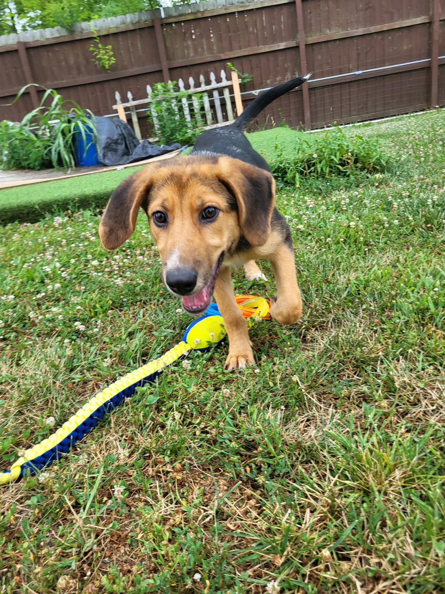 Sprinkles, a ADOPTABLE mixed breed in Monroe, OH image 4/5