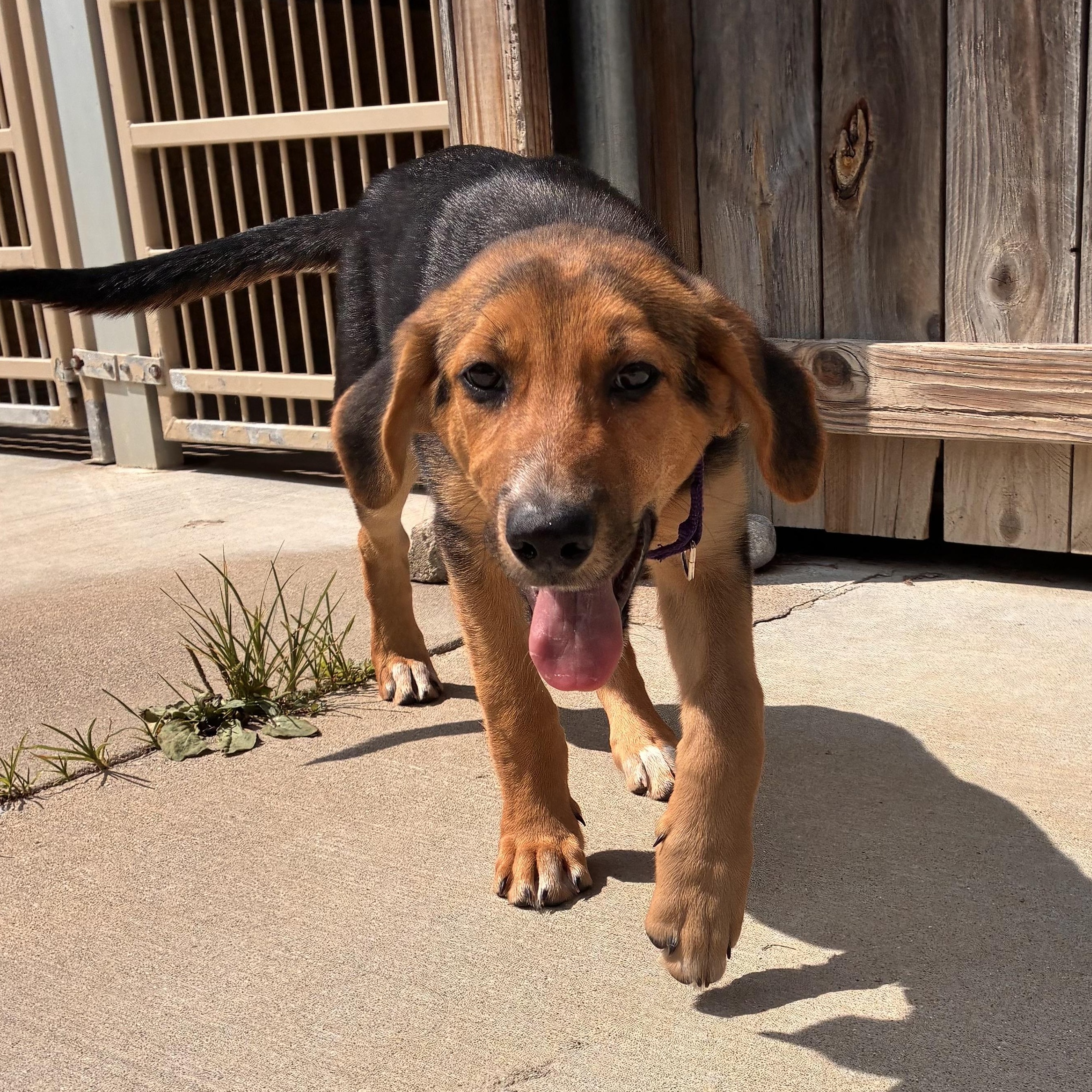 Sprinkles, a ADOPTABLE mixed breed in Monroe, OH image 5/5