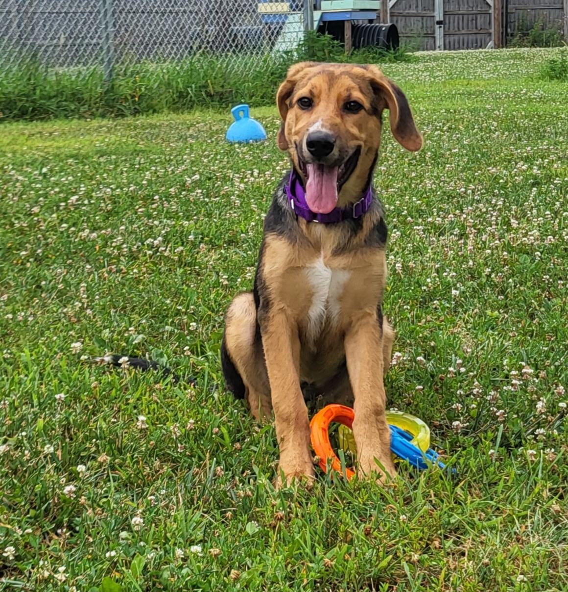 Sprinkles, a ADOPTABLE mixed breed in Monroe, OH image 1/5