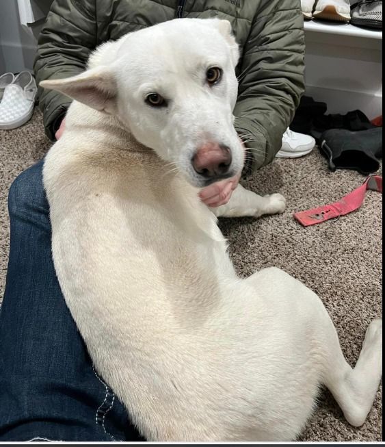 Comet, a Adopted mixed breed in Gentry, AR image 1/2