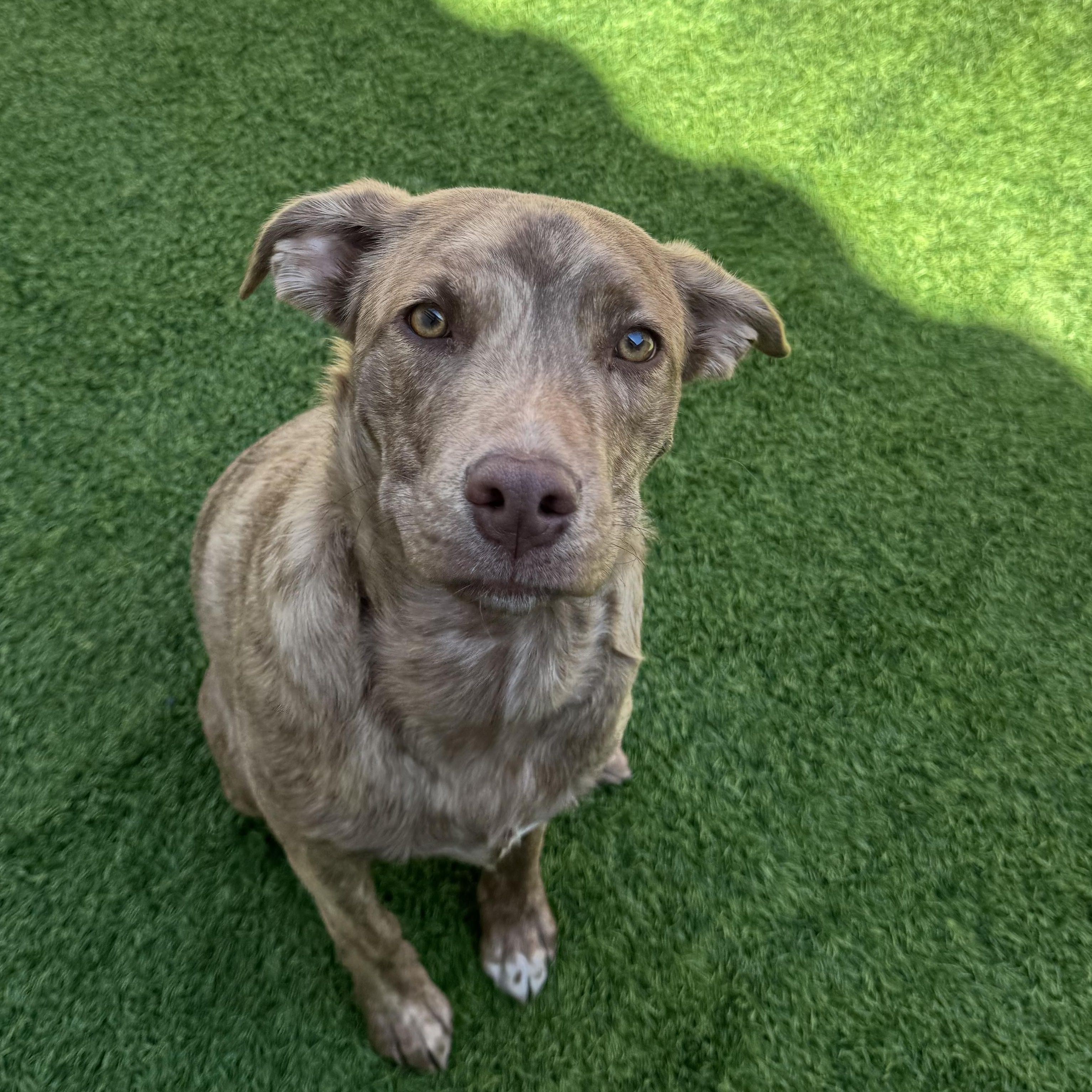 Zoloft, a ADOPTABLE mixed breed in Henderson, NV image 3/4