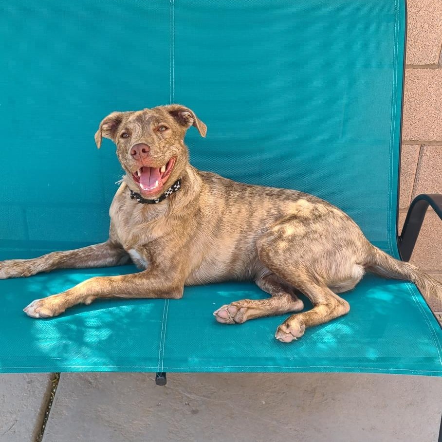 Zoloft, ADOPTABLE, Young Male Pit Bull Terrier.
