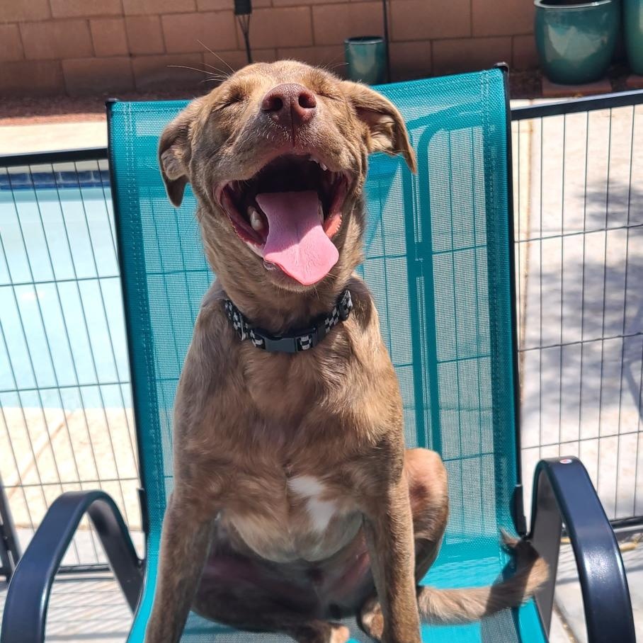 Zoloft, a ADOPTABLE mixed breed in Henderson, NV image 4/4