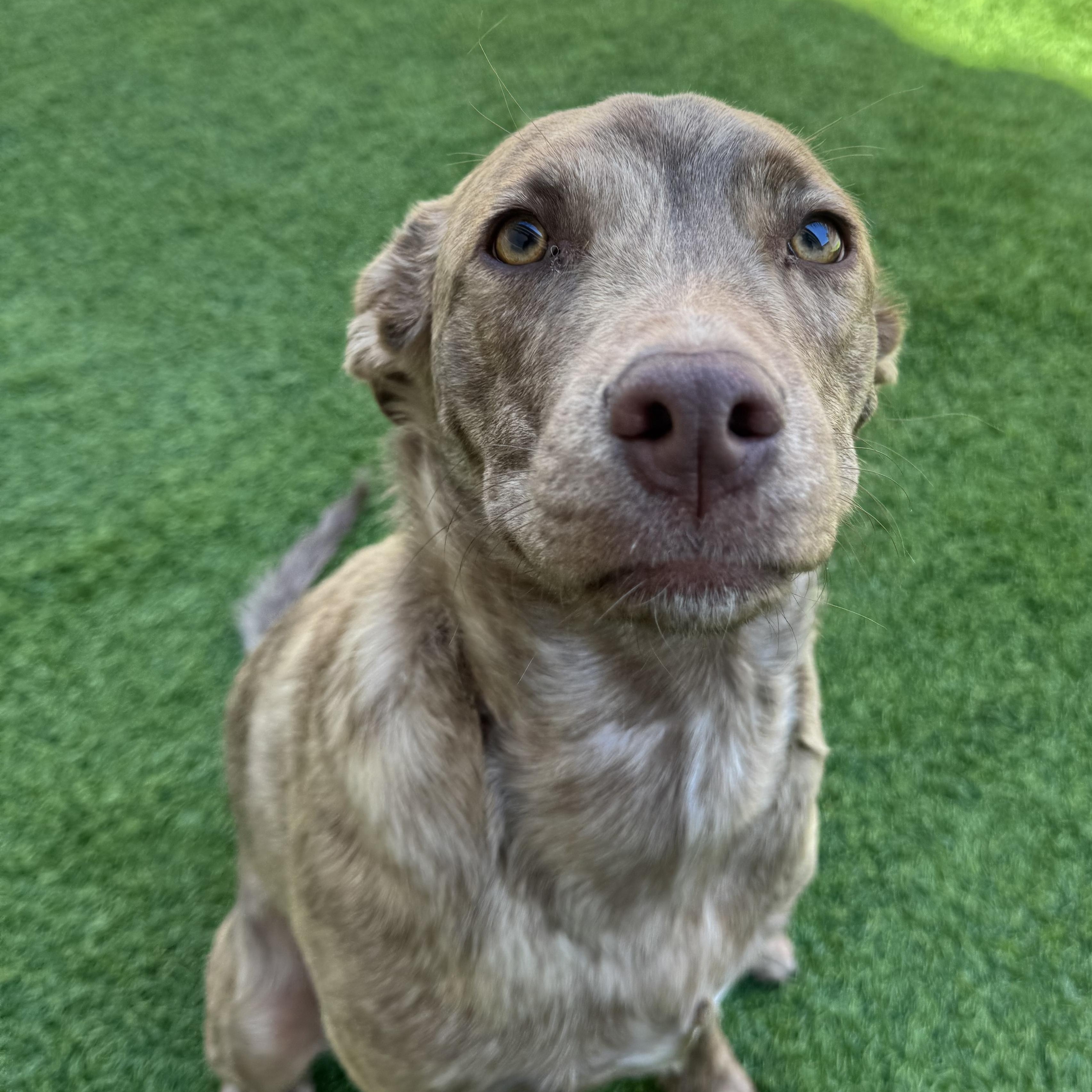 Zoloft, a ADOPTABLE mixed breed in Henderson, NV image 2/4