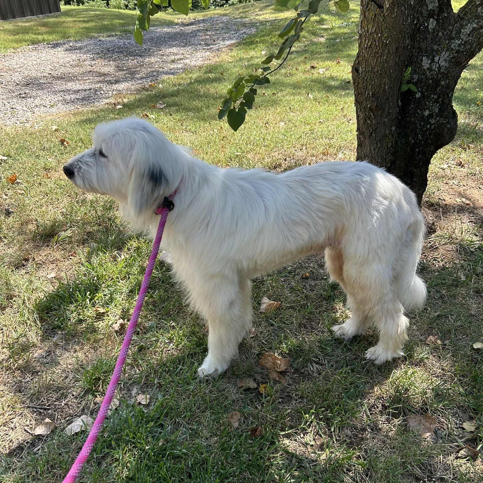 Cinci, an adoptable Goldendoodle in Mcloud, OK, 74851 | Photo Image 2