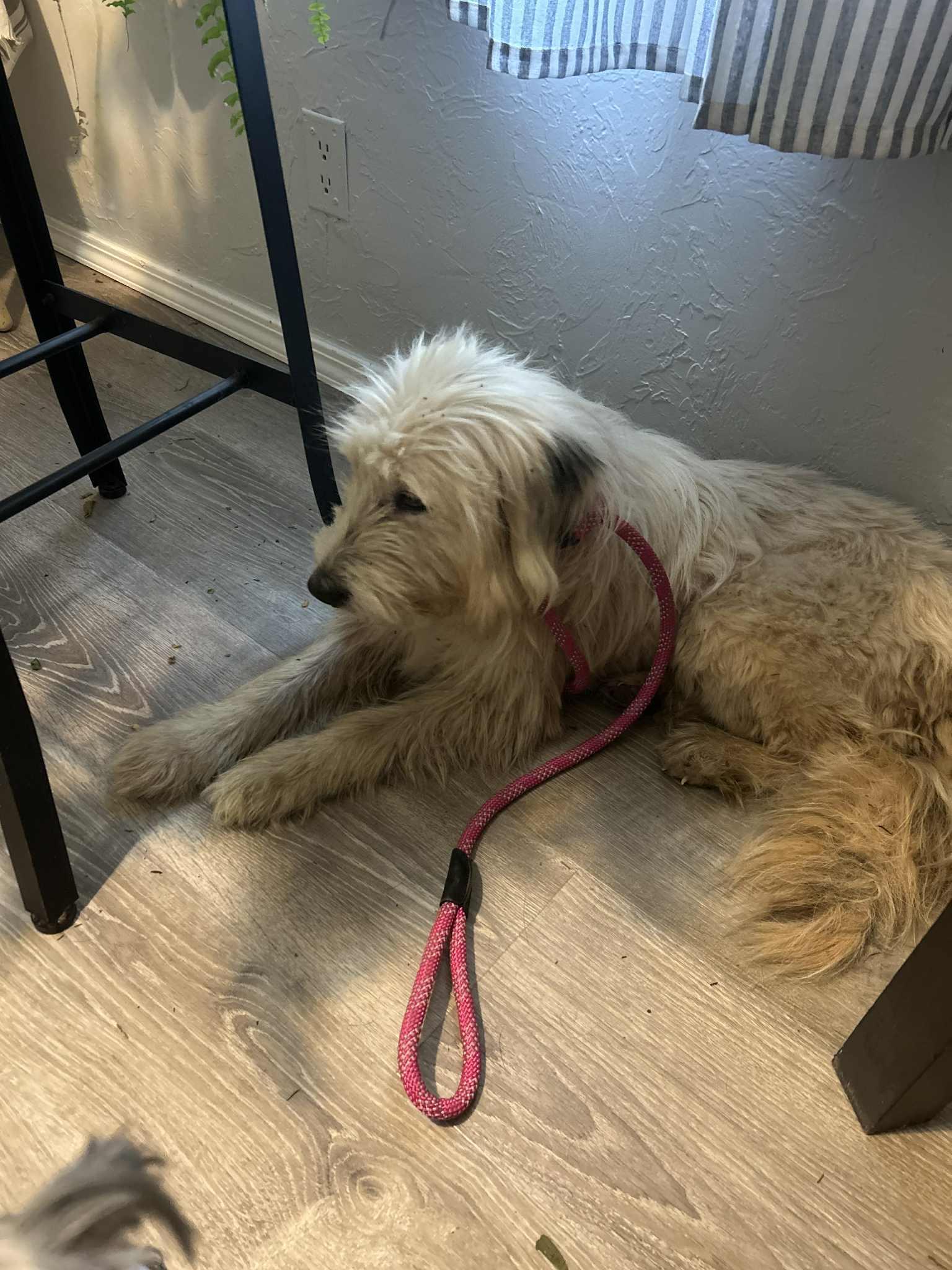 Cinci, an adoptable Goldendoodle in Mcloud, OK, 74851 | Photo Image 4
